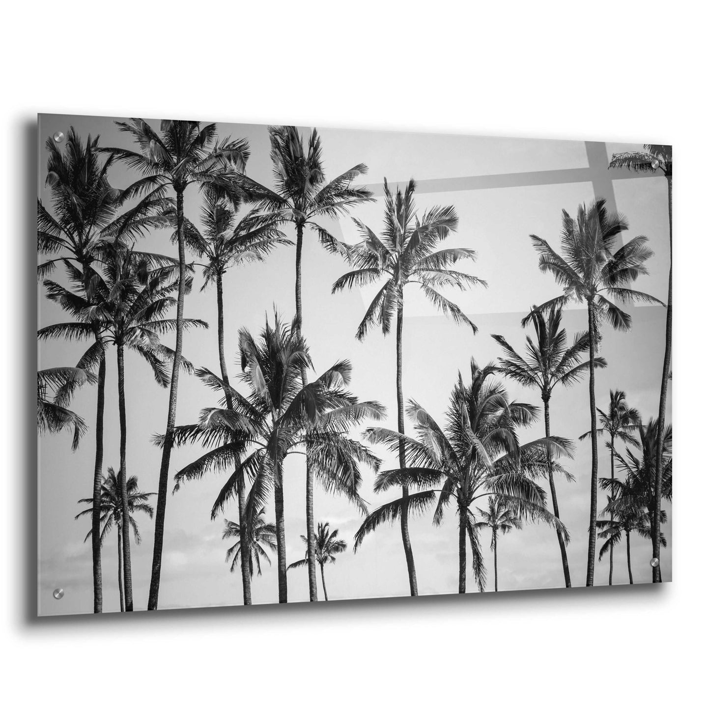 Epic Art 'Palm Heaven' by Design Fabrikken, Acrylic Glass Wall Art,36x24