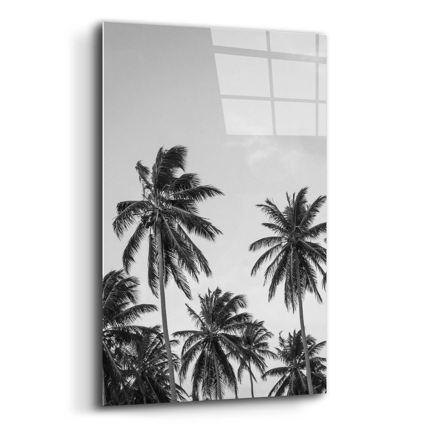 Epic Art 'Palms in Grey' by Design Fabrikken, Acrylic Glass Wall Art,12x16