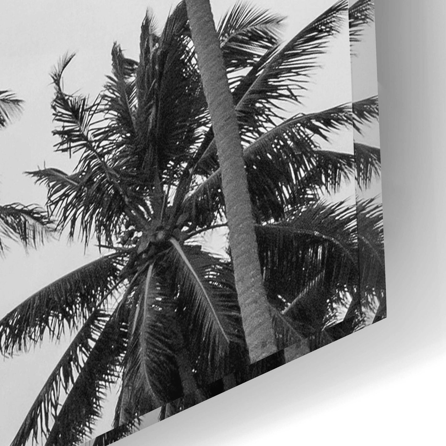 Epic Art 'Palms in Grey' by Design Fabrikken, Acrylic Glass Wall Art,12x16