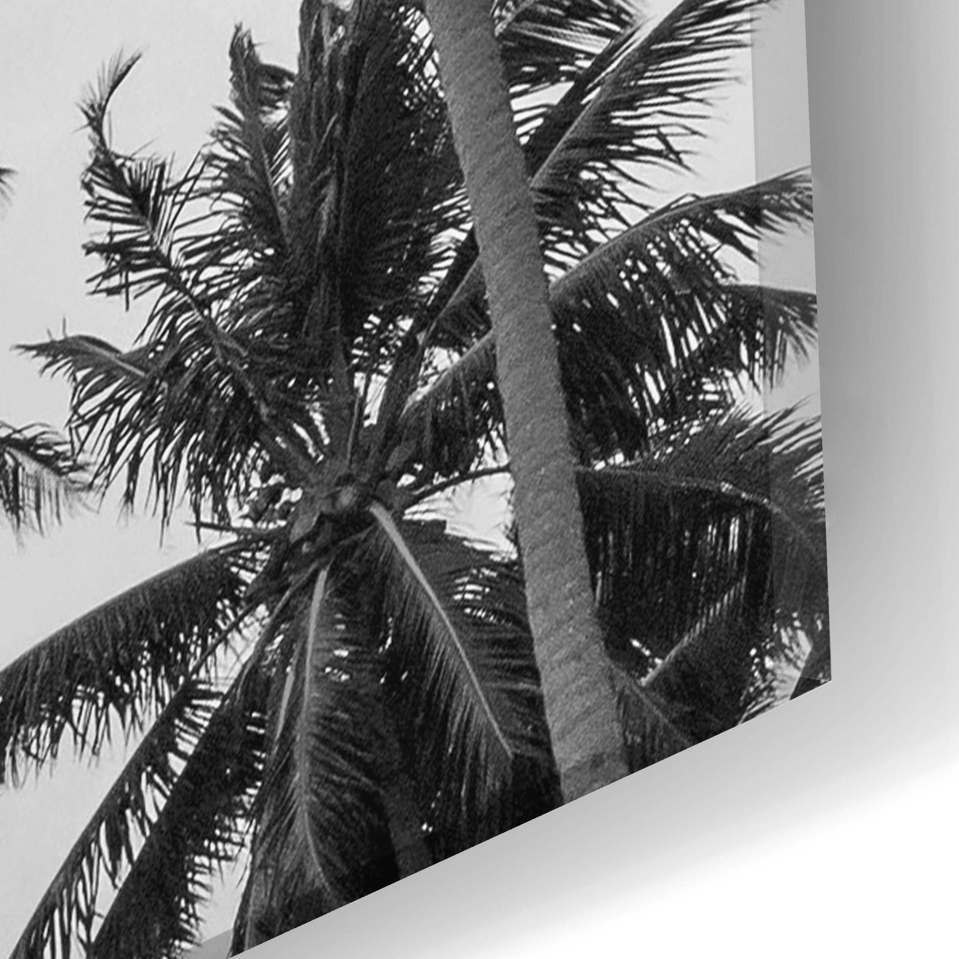 Epic Art 'Palms in Grey' by Design Fabrikken, Acrylic Glass Wall Art,16x24