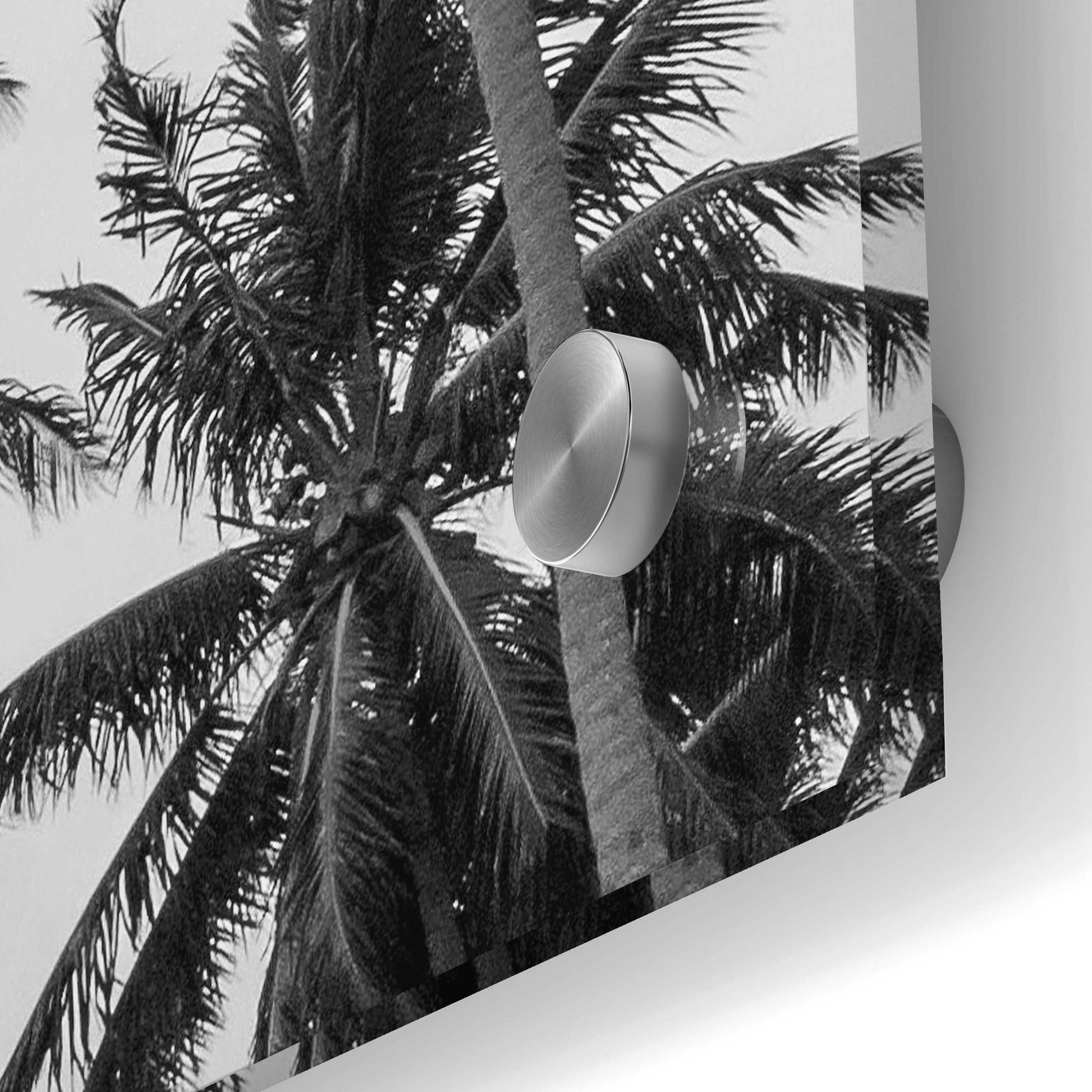 Epic Art 'Palms in Grey' by Design Fabrikken, Acrylic Glass Wall Art,24x36