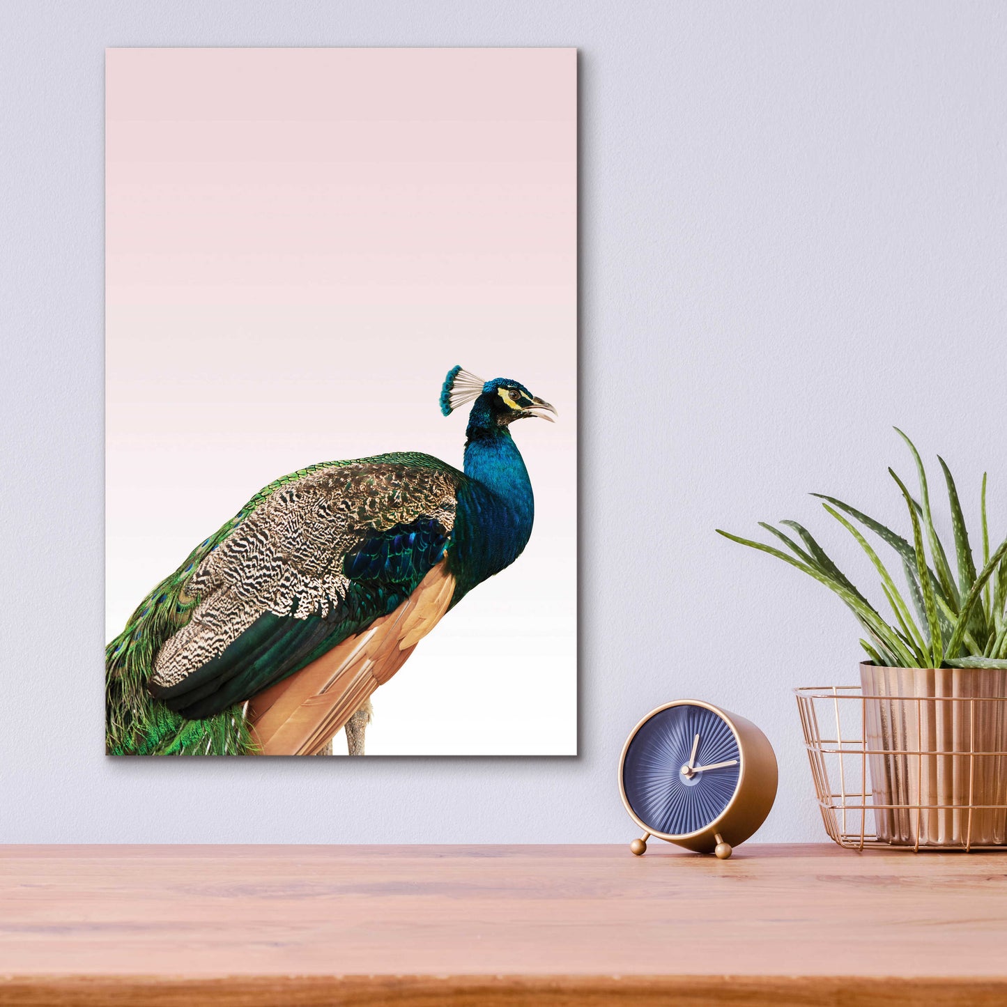 Epic Art 'Peacock on Pink' by Design Fabrikken, Acrylic Glass Wall Art,12x16