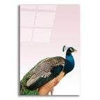 Epic Art 'Peacock on Pink' by Design Fabrikken, Acrylic Glass Wall Art