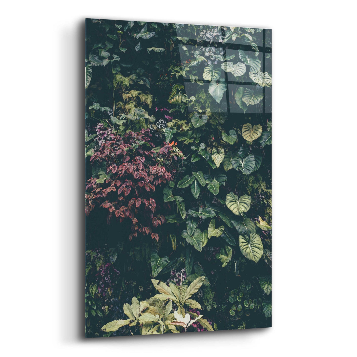 Epic Art 'Plant Wall' by Design Fabrikken, Acrylic Glass Wall Art,12x16