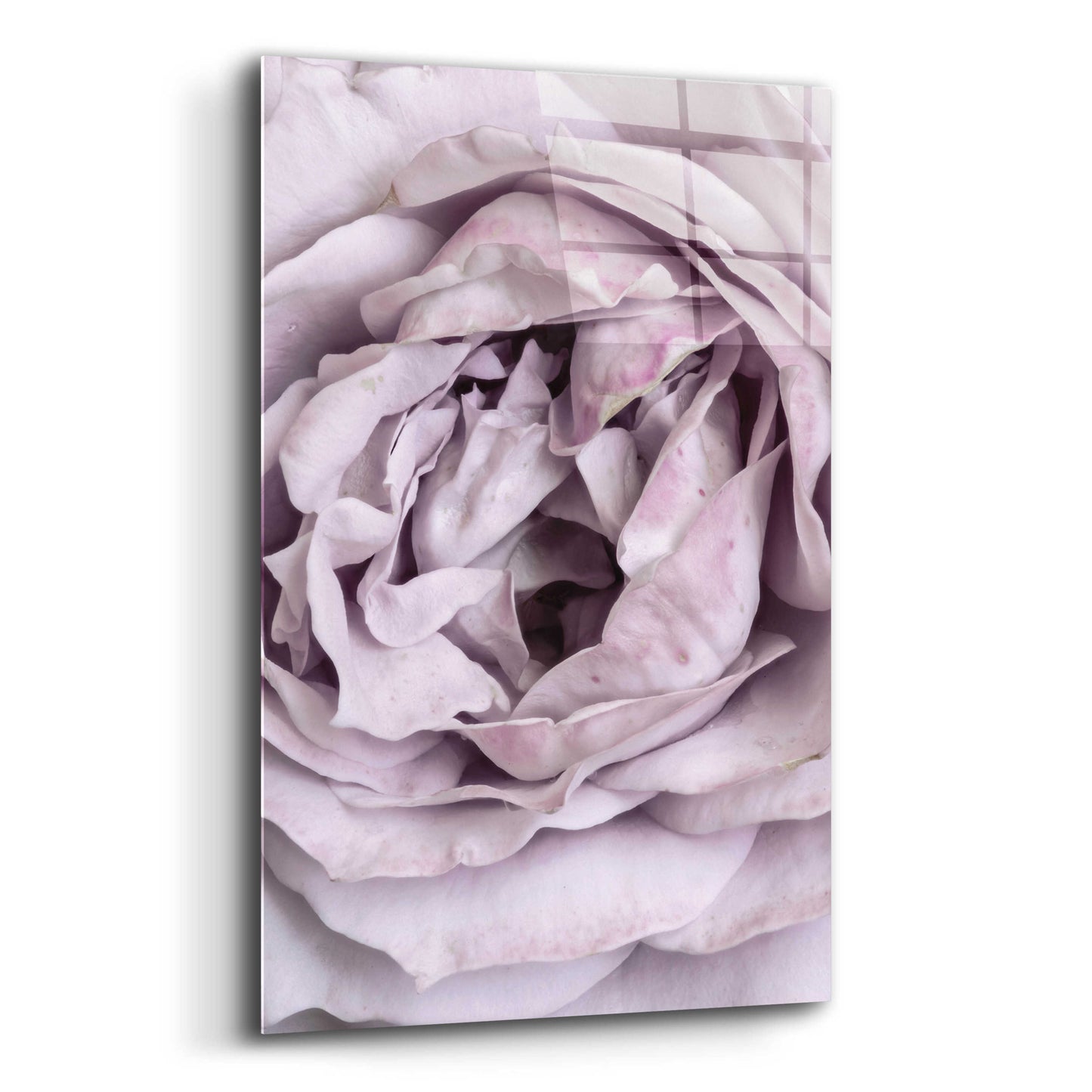 Epic Art 'Rose Heart' by Design Fabrikken, Acrylic Glass Wall Art,16x24