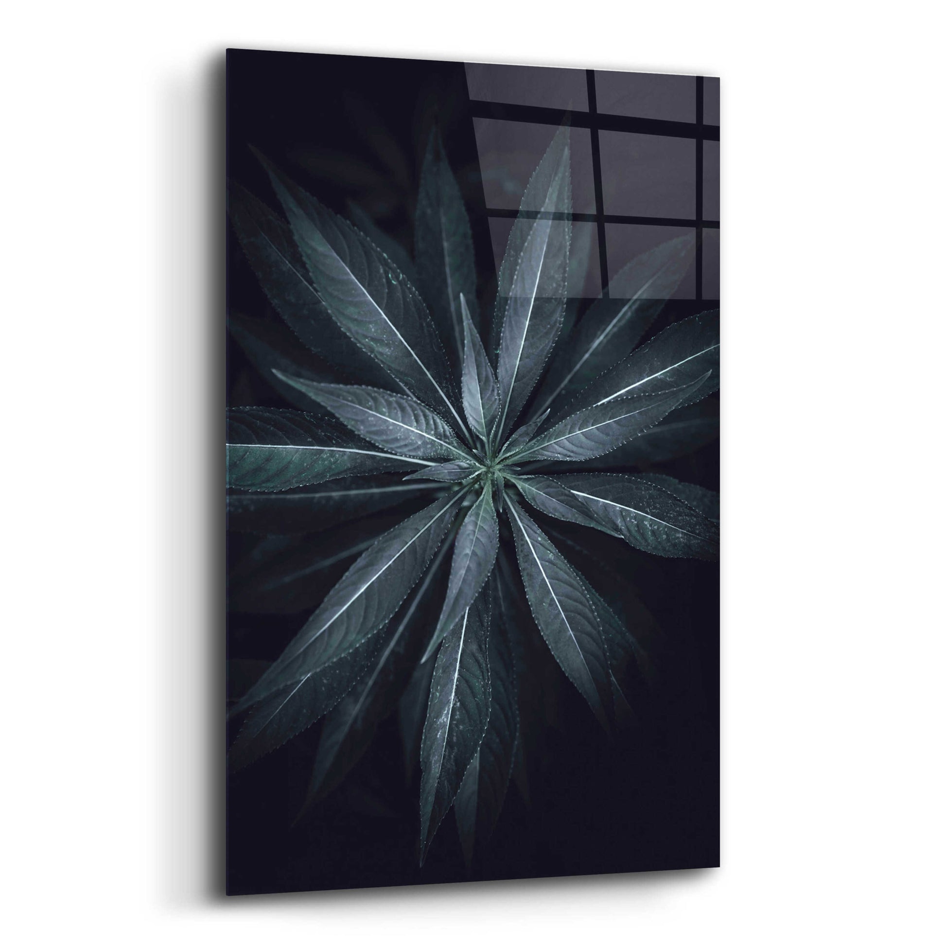 Epic Art 'Star Flower' by Design Fabrikken, Acrylic Glass Wall Art,12x16