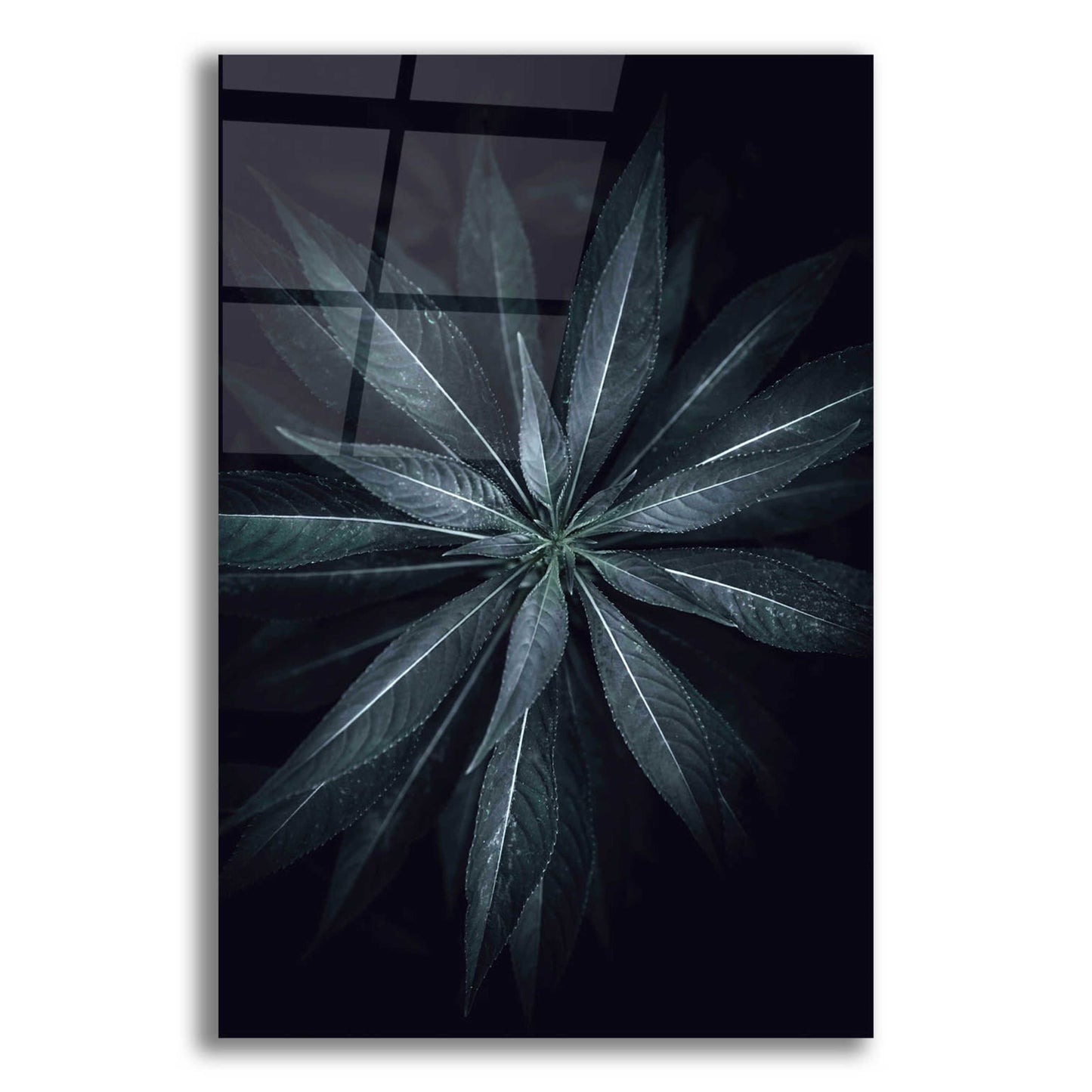 Epic Art 'Star Flower' by Design Fabrikken, Acrylic Glass Wall Art,12x16