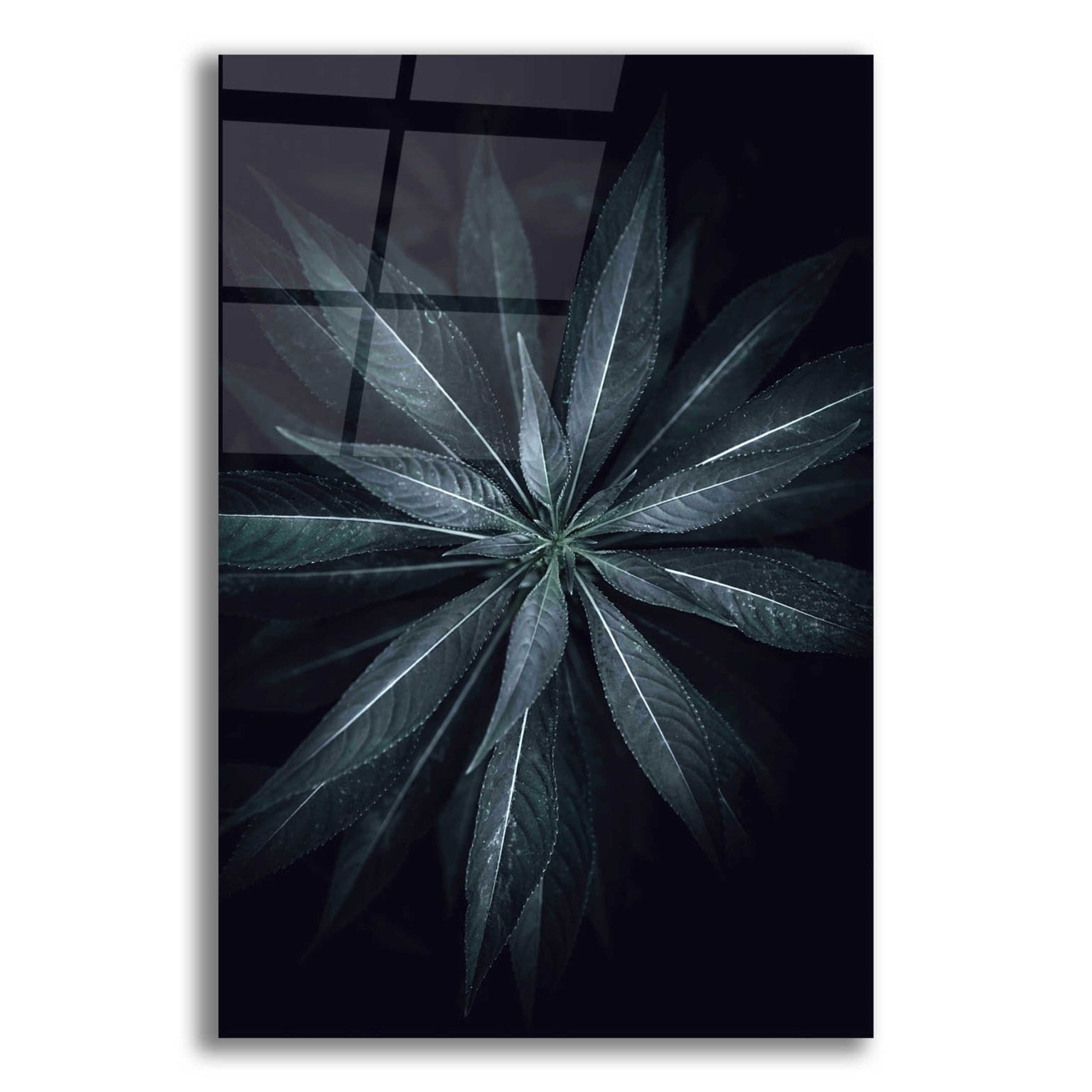 Epic Art 'Star Flower' by Design Fabrikken, Acrylic Glass Wall Art,12x16