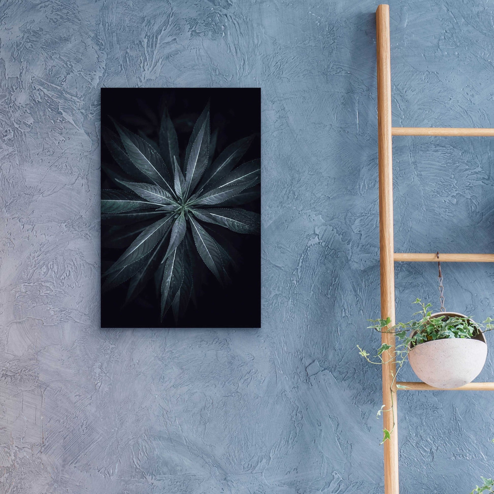 Epic Art 'Star Flower' by Design Fabrikken, Acrylic Glass Wall Art,16x24