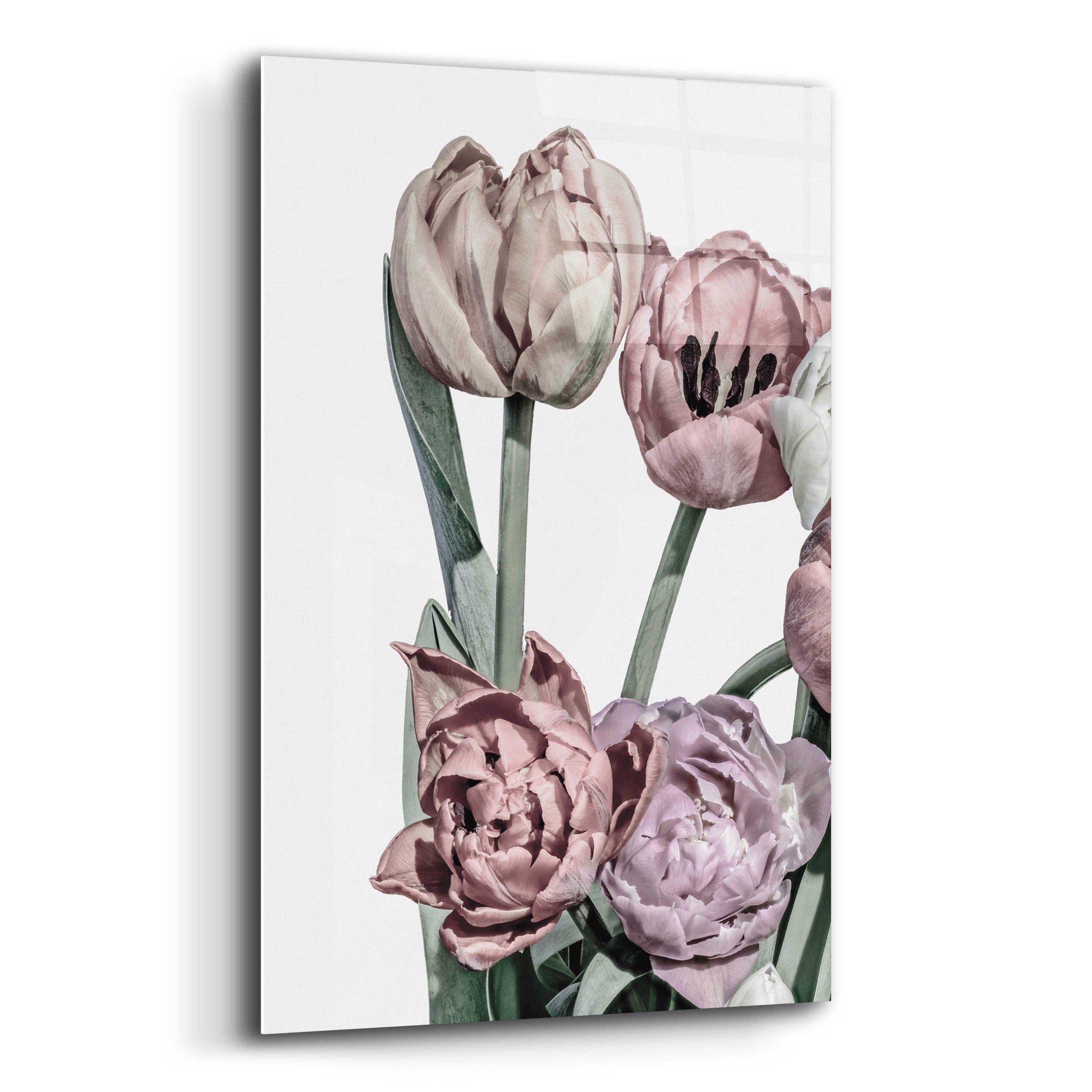 Epic Art 'Tulips Bright 2' by Design Fabrikken, Acrylic Glass Wall Art,12x16