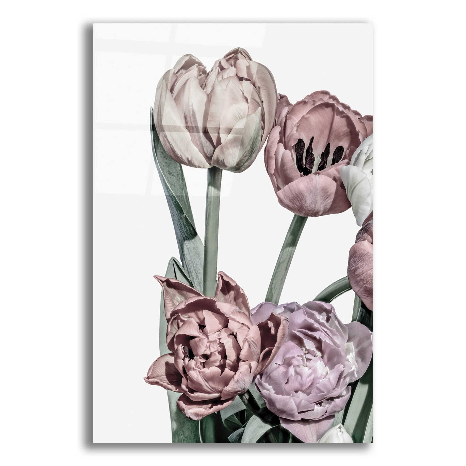 Epic Art 'Tulips Bright 2' by Design Fabrikken, Acrylic Glass Wall Art,12x16