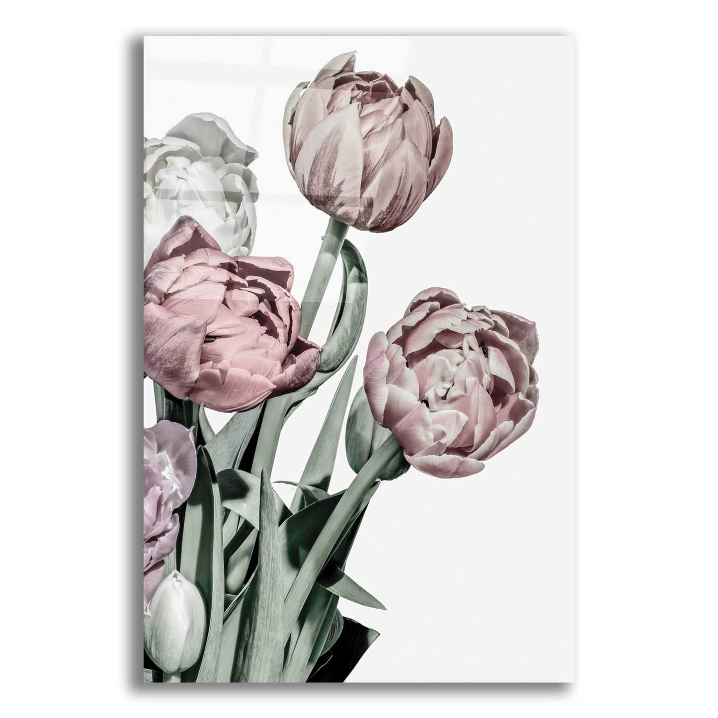 Epic Art 'Tulips Bright' by Design Fabrikken, Acrylic Glass Wall Art,12x16