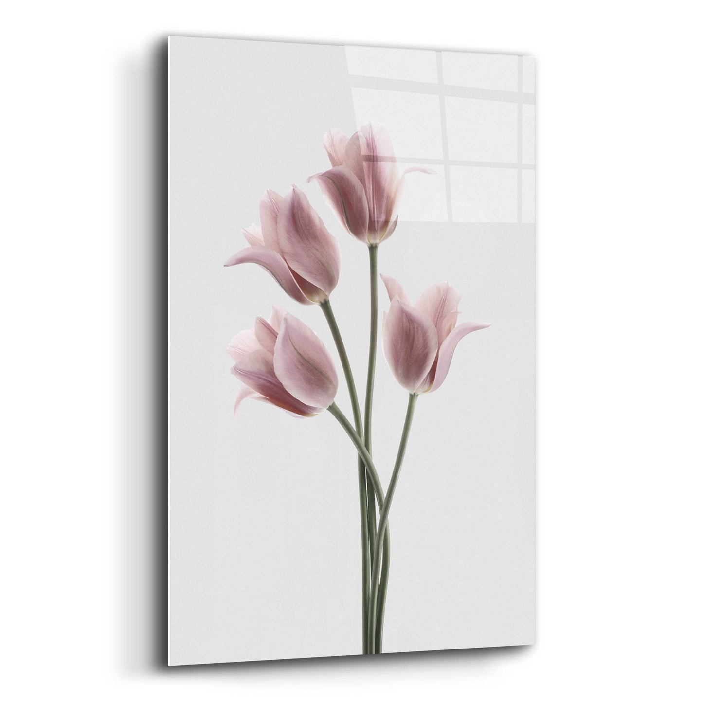 Epic Art 'Tulips Pink' by Design Fabrikken, Acrylic Glass Wall Art,12x16