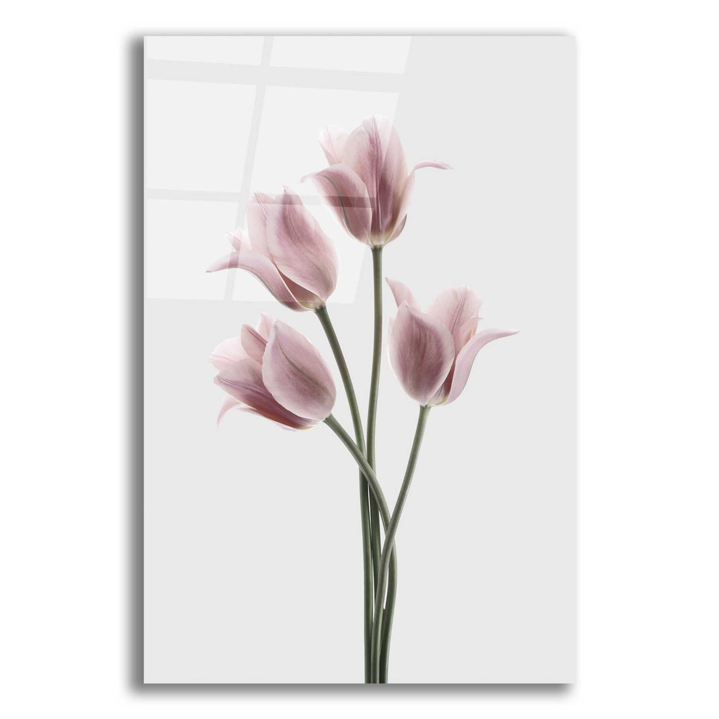 Epic Art 'Tulips Pink' by Design Fabrikken, Acrylic Glass Wall Art,12x16