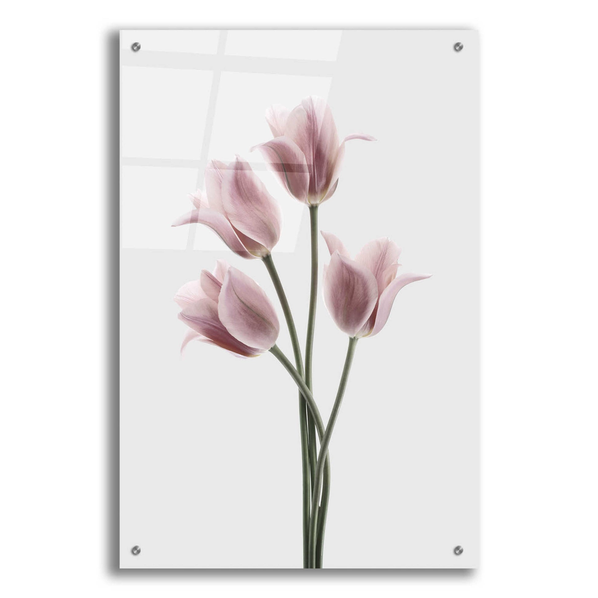 Epic Art 'Tulips Pink' by Design Fabrikken, Acrylic Glass Wall Art,24x36