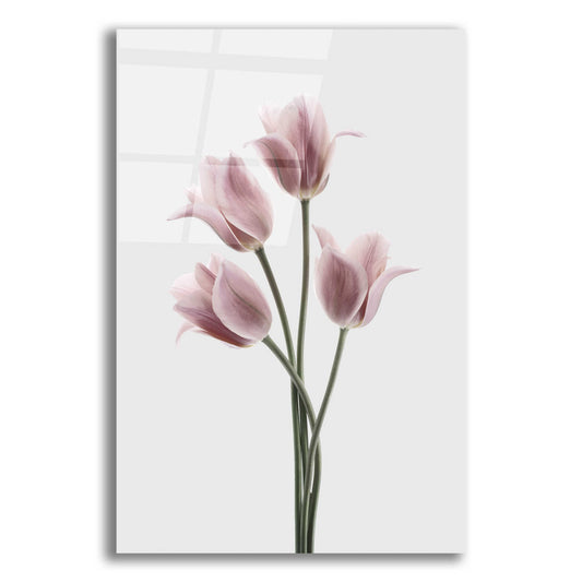 Epic Art 'Tulips Pink' by Design Fabrikken, Acrylic Glass Wall Art