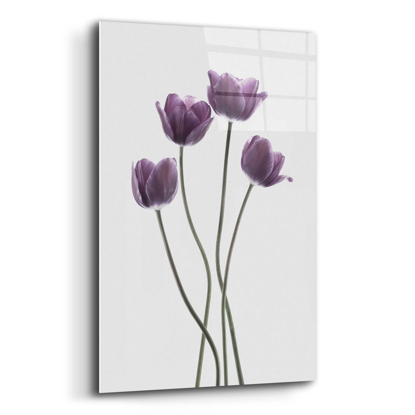 Epic Art 'Tulips Purple' by Design Fabrikken, Acrylic Glass Wall Art,12x16