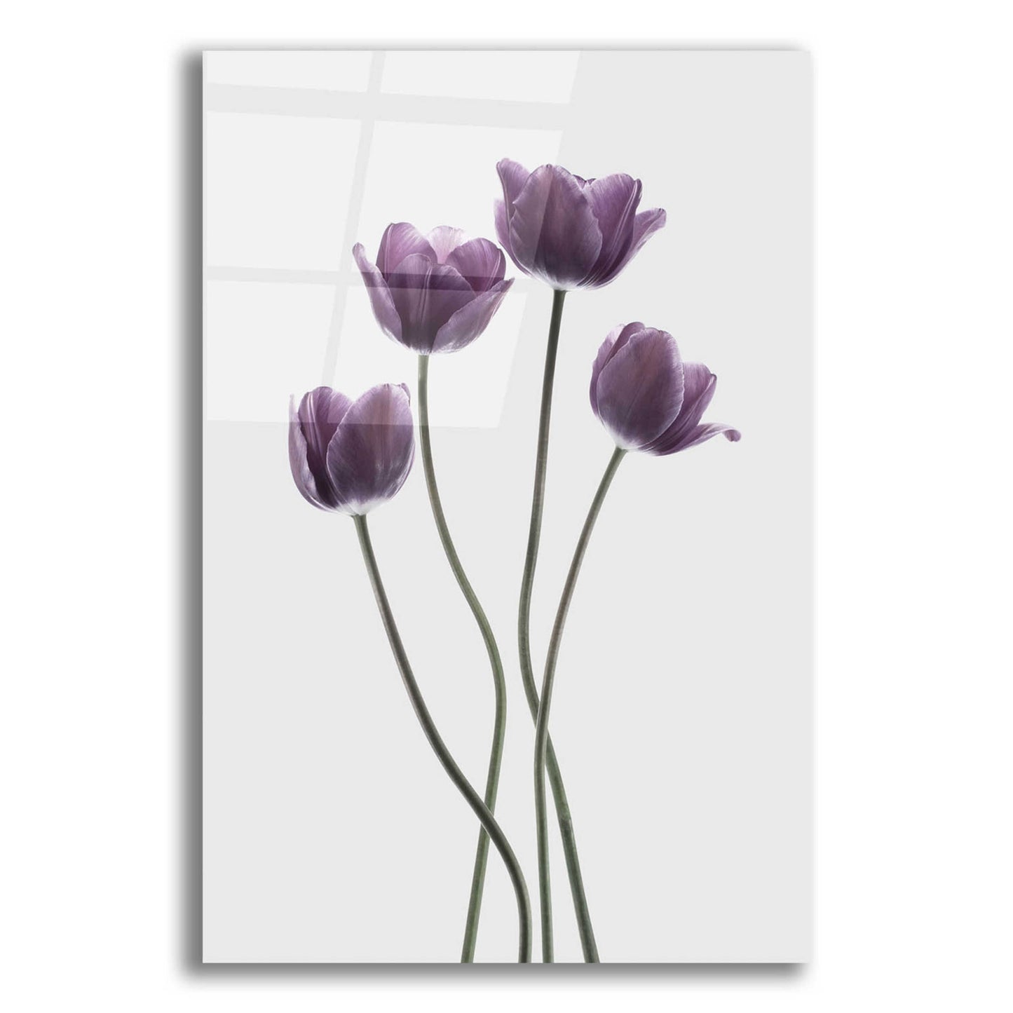 Epic Art 'Tulips Purple' by Design Fabrikken, Acrylic Glass Wall Art,12x16