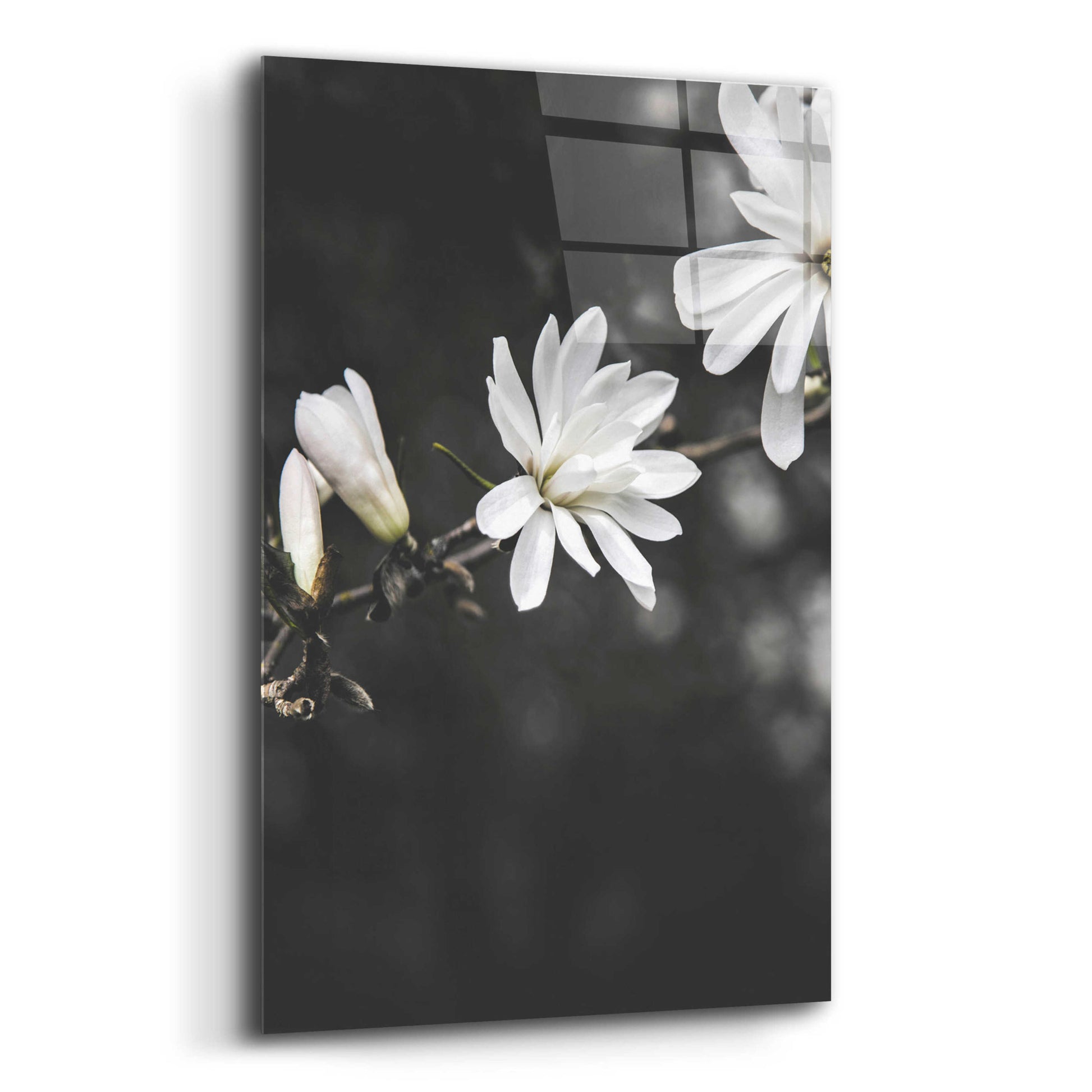 Epic Art 'White Flowers' by Design Fabrikken, Acrylic Glass Wall Art,12x16