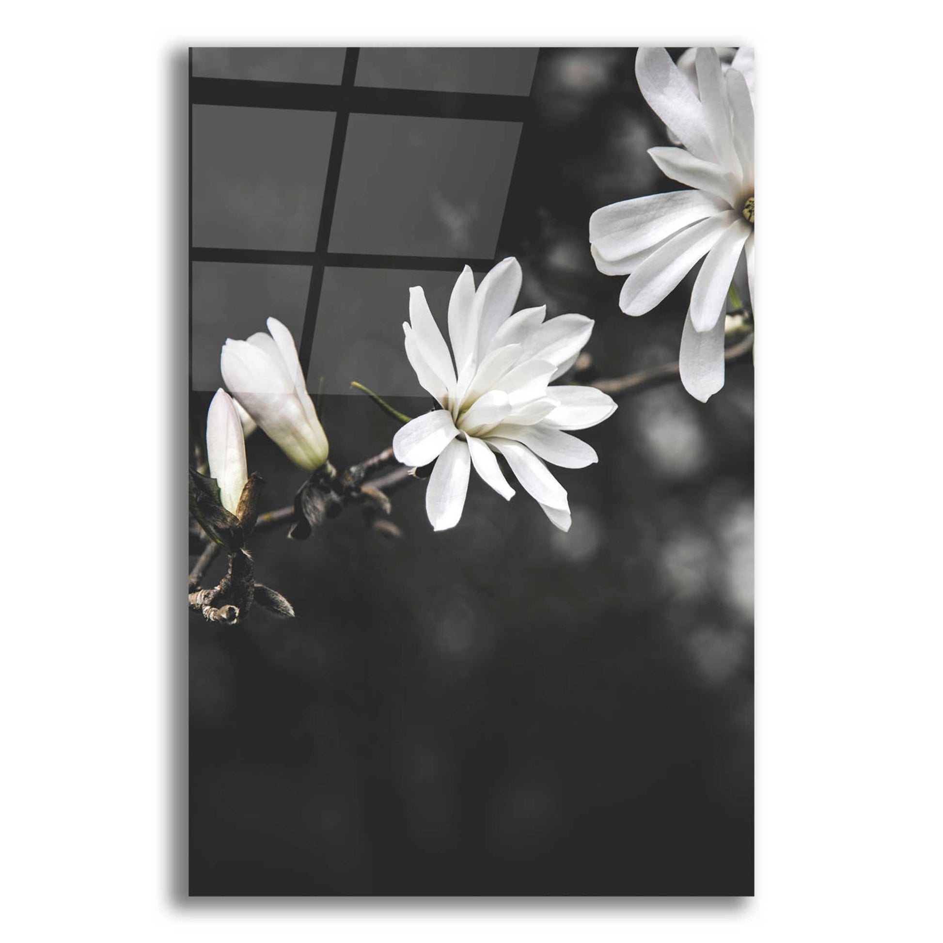 Epic Art 'White Flowers' by Design Fabrikken, Acrylic Glass Wall Art,12x16