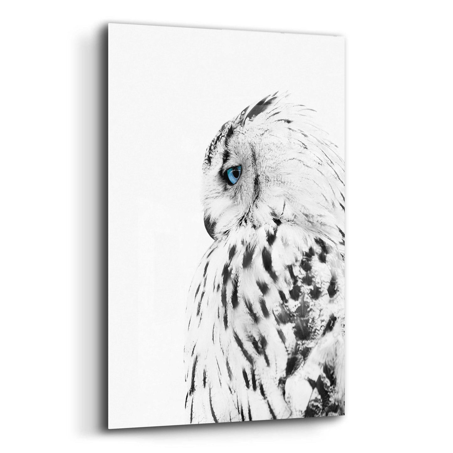 Epic Art 'White Owl' by Design Fabrikken, Acrylic Glass Wall Art,12x16