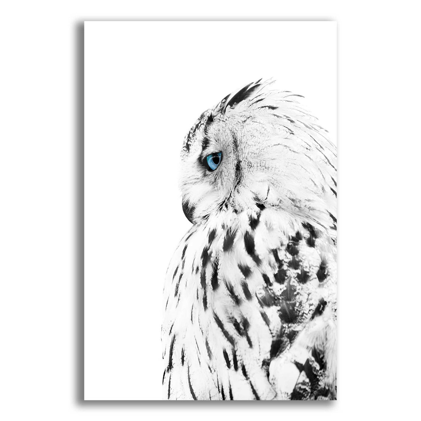 Epic Art 'White Owl' by Design Fabrikken, Acrylic Glass Wall Art,12x16