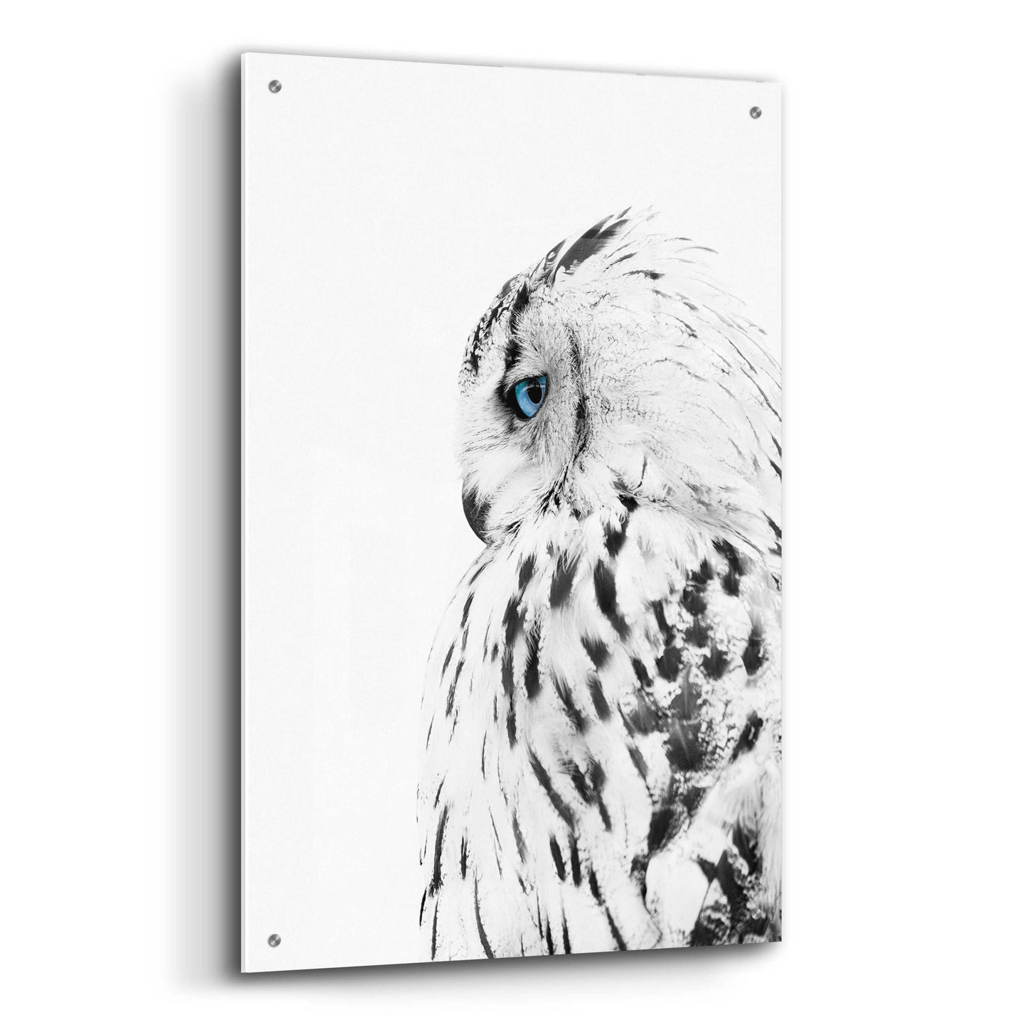 Epic Art 'White Owl' by Design Fabrikken, Acrylic Glass Wall Art,24x36