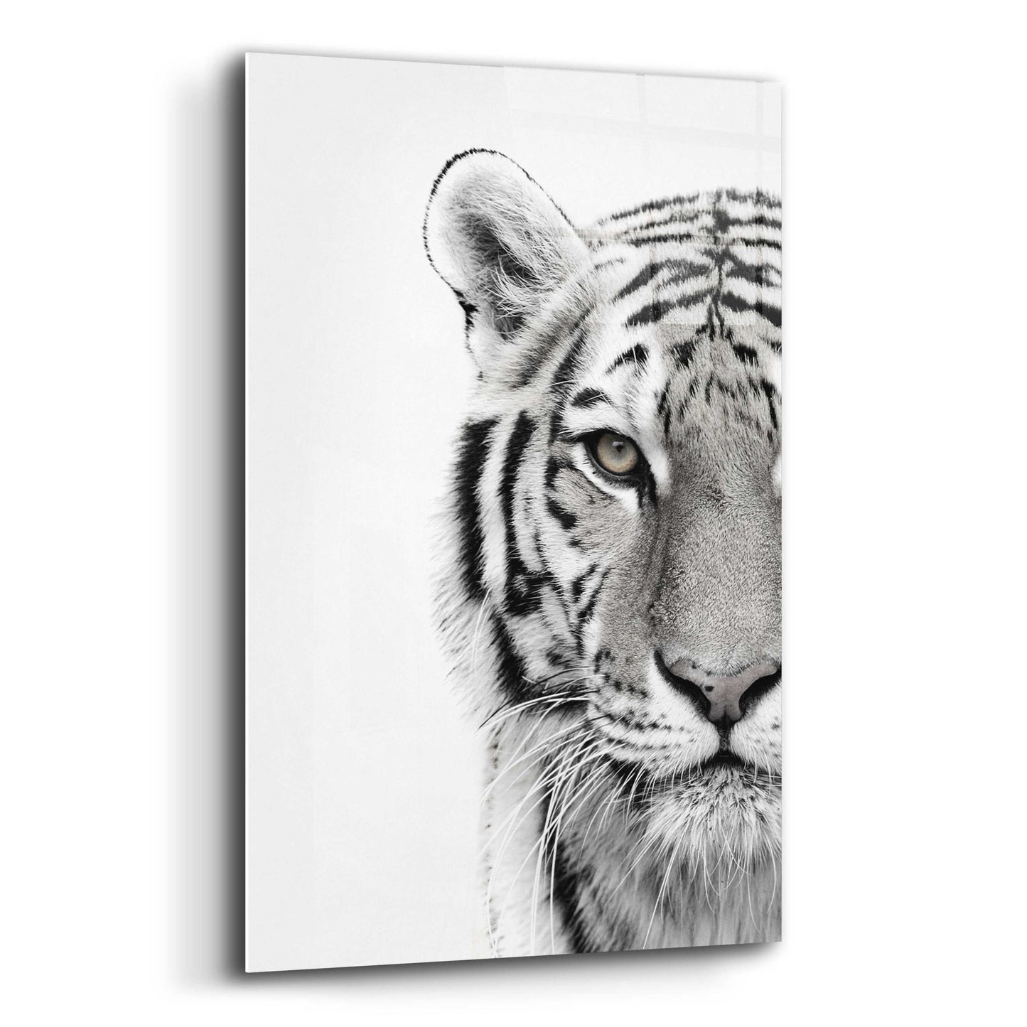 Epic Art 'White Tiger' by Design Fabrikken, Acrylic Glass Wall Art,12x16