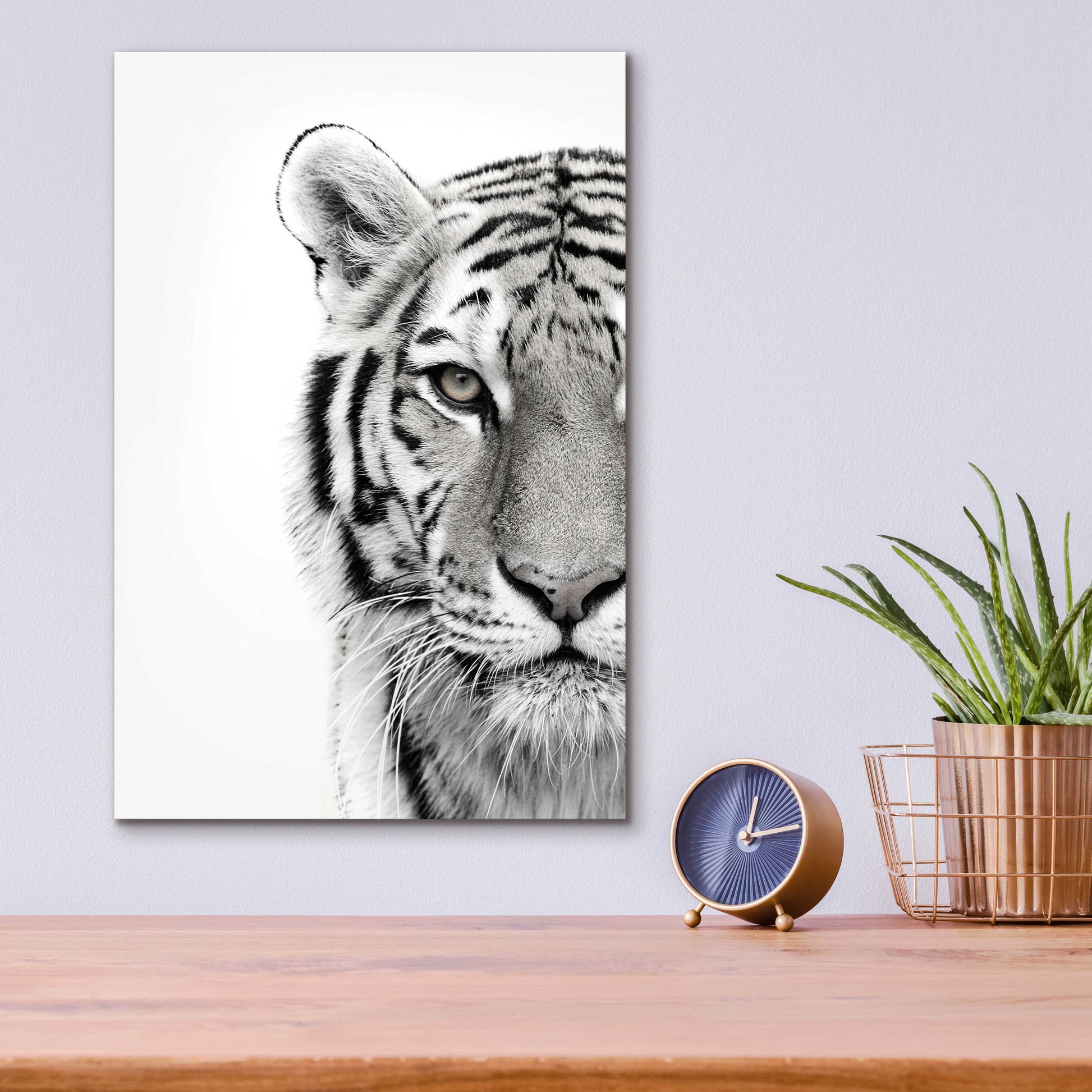 Epic Art 'White Tiger' by Design Fabrikken, Acrylic Glass Wall Art,12x16