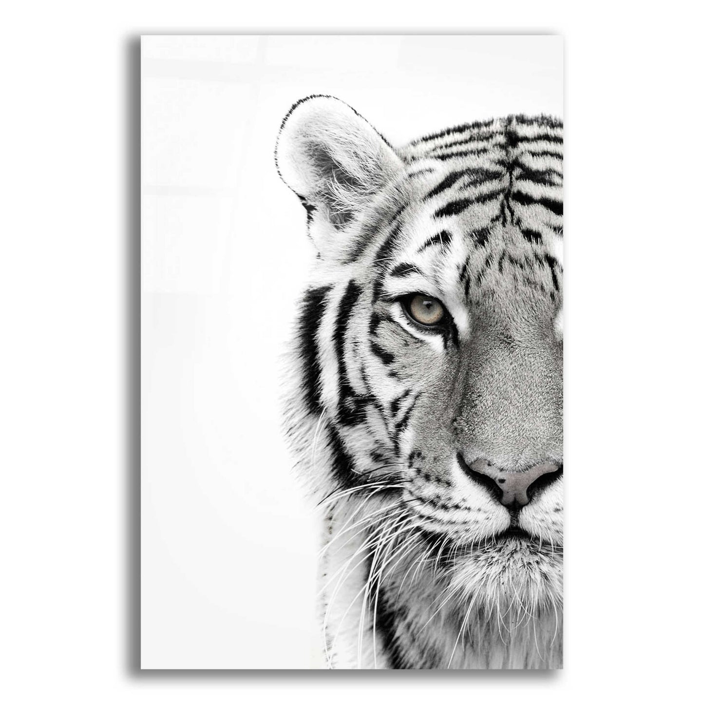 Epic Art 'White Tiger' by Design Fabrikken, Acrylic Glass Wall Art,12x16