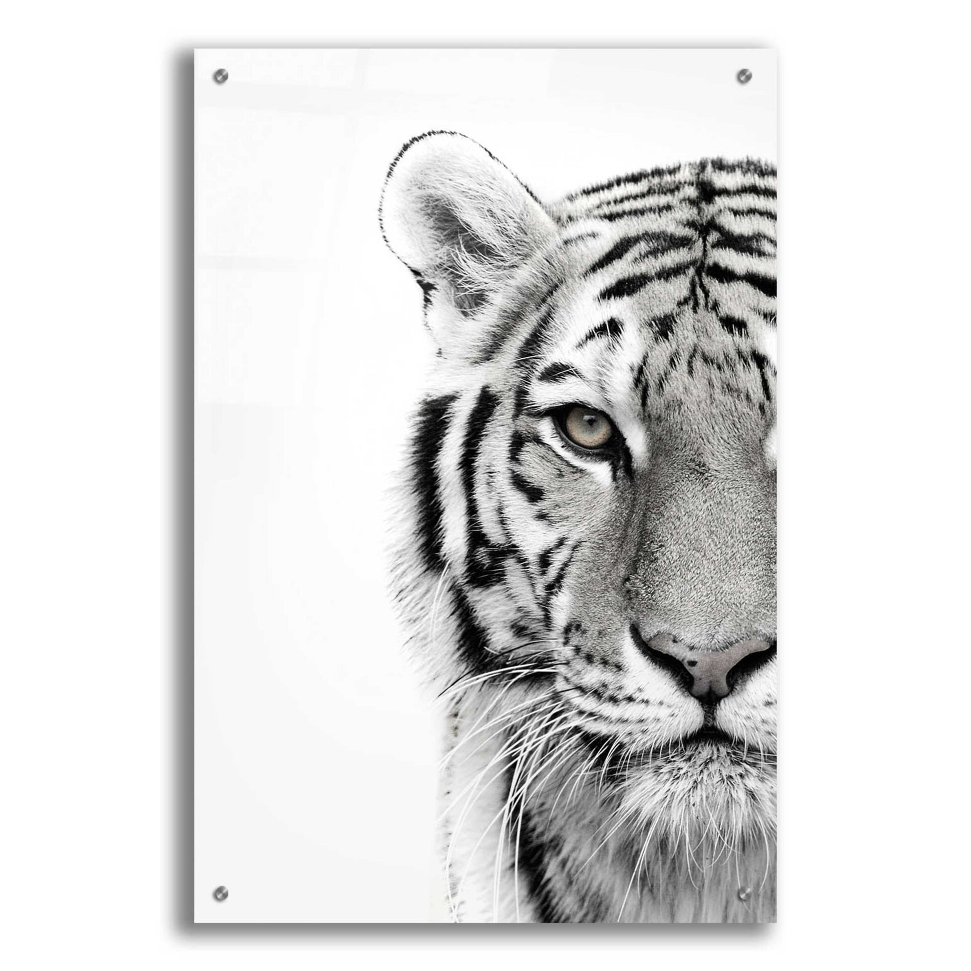 Epic Art 'White Tiger' by Design Fabrikken, Acrylic Glass Wall Art,24x36