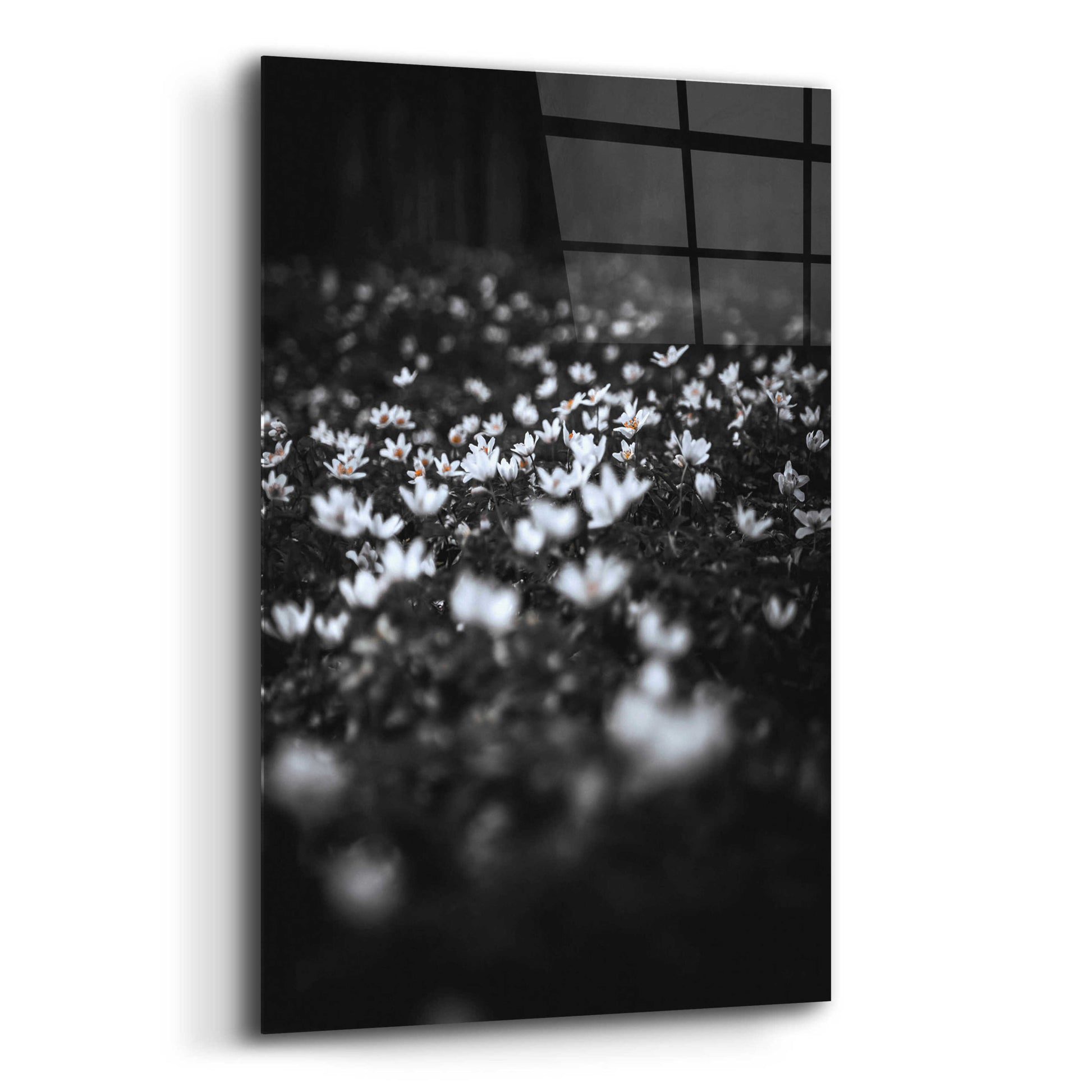 Epic Art 'Windflowers' by Design Fabrikken, Acrylic Glass Wall Art,12x16