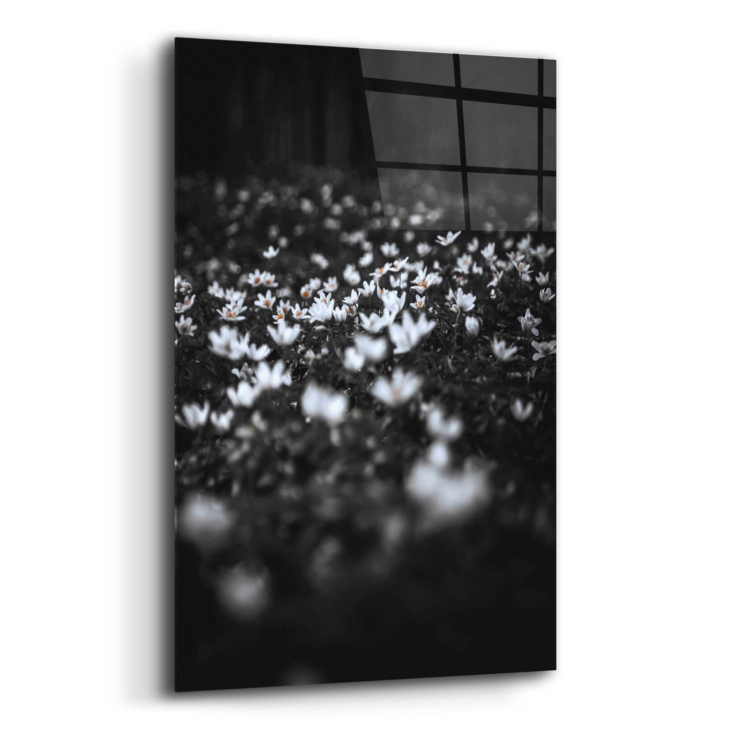 Epic Art 'Windflowers' by Design Fabrikken, Acrylic Glass Wall Art,16x24