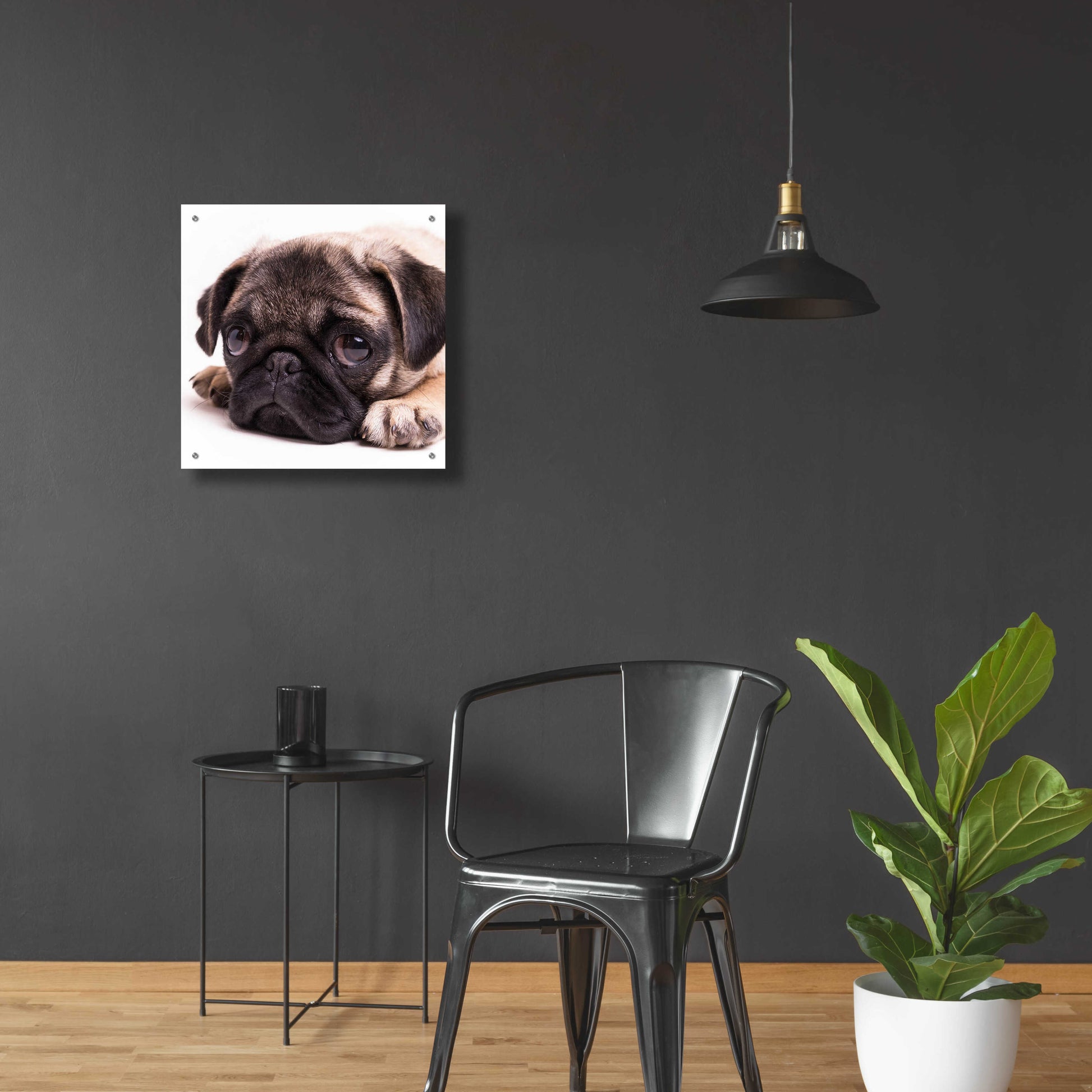 Epic Art 'Sad Sack Pug' by Edward M. Fielding, Acrylic Glass Wall Art,24x24