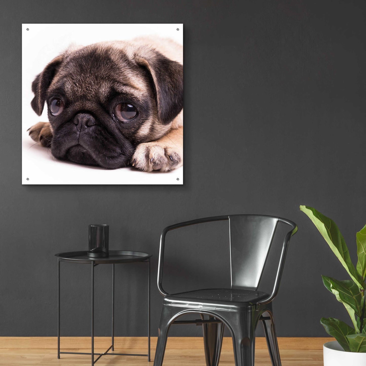 Epic Art 'Sad Sack Pug' by Edward M. Fielding, Acrylic Glass Wall Art,36x36