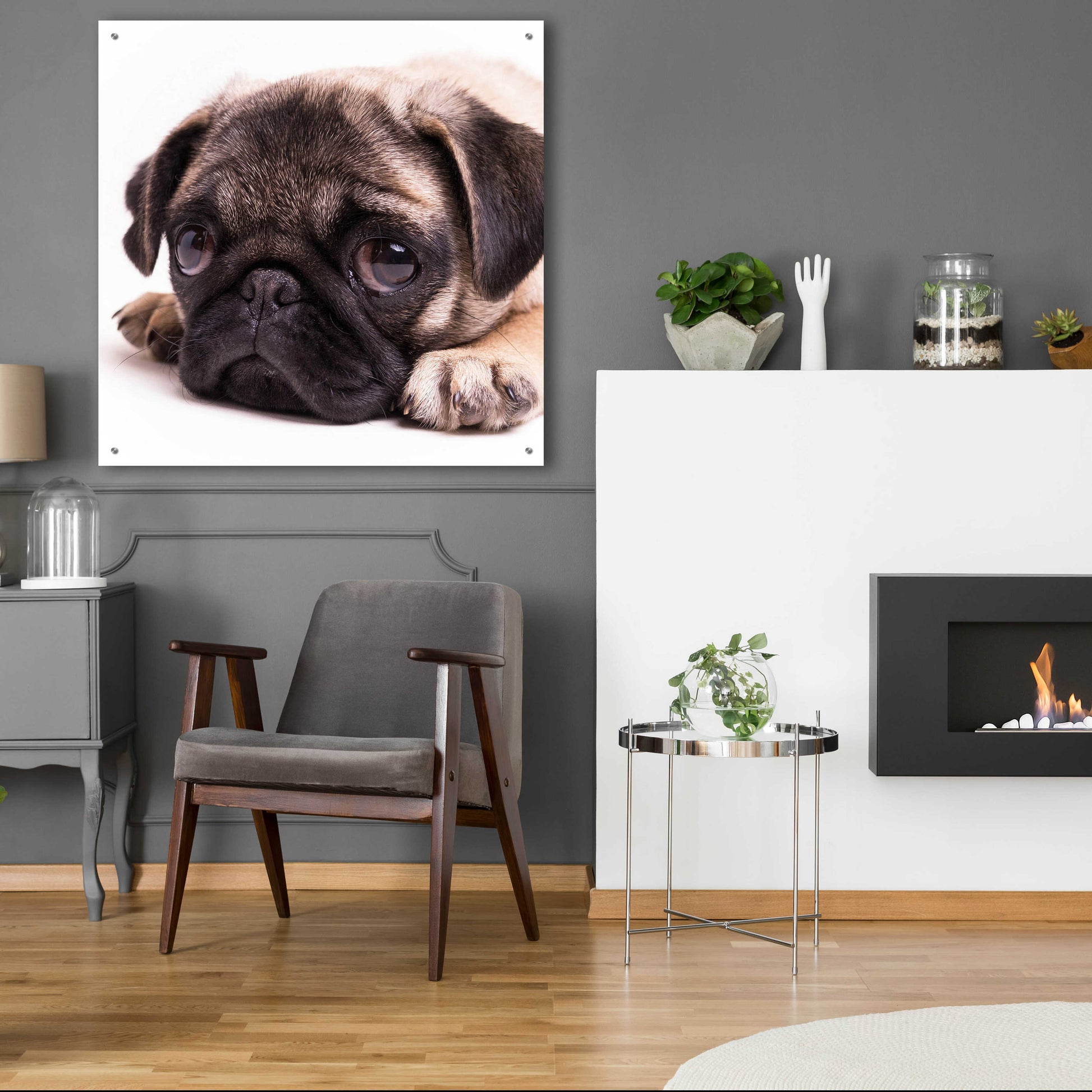 Epic Art 'Sad Sack Pug' by Edward M. Fielding, Acrylic Glass Wall Art,36x36