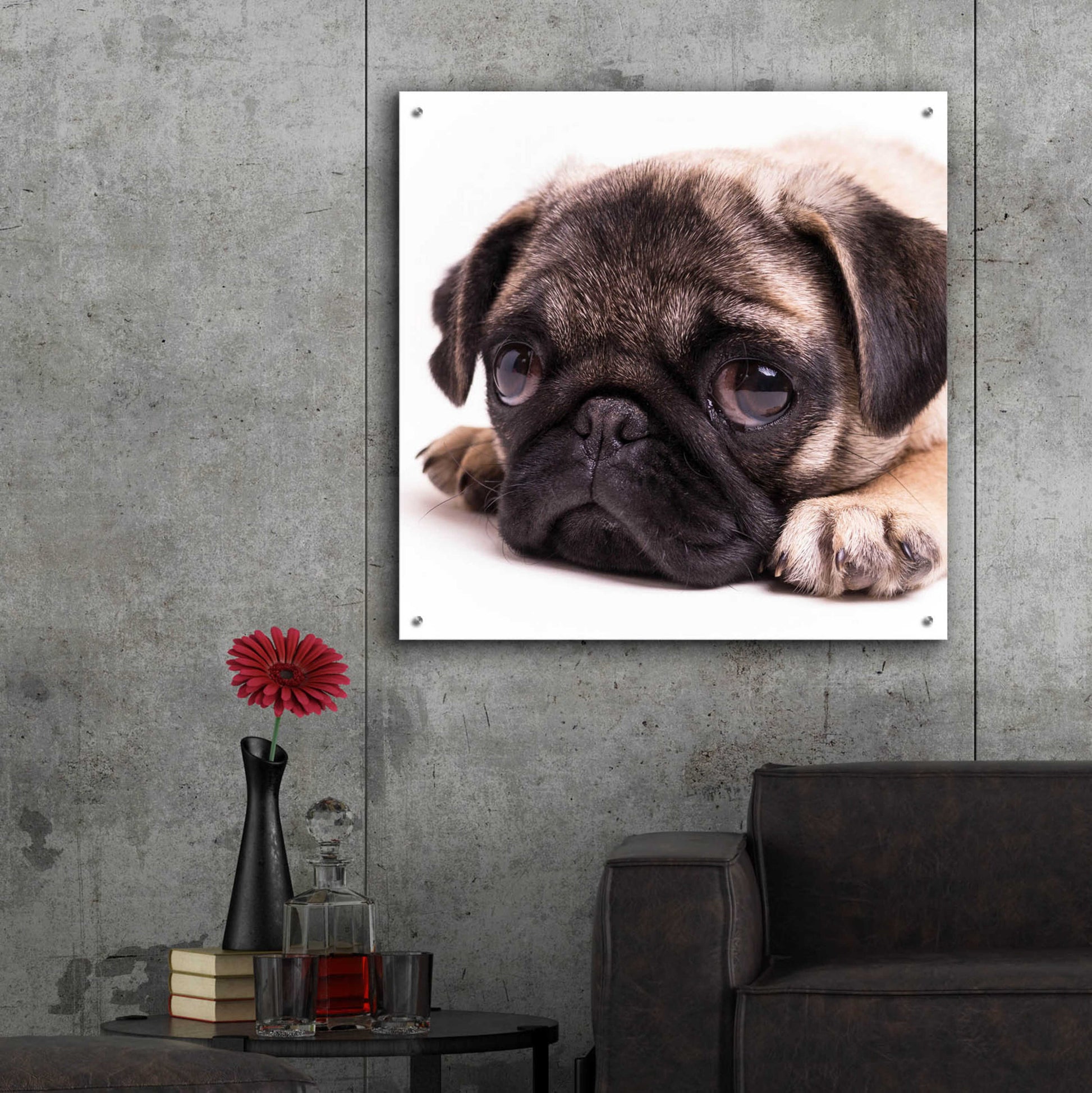 Epic Art 'Sad Sack Pug' by Edward M. Fielding, Acrylic Glass Wall Art,36x36