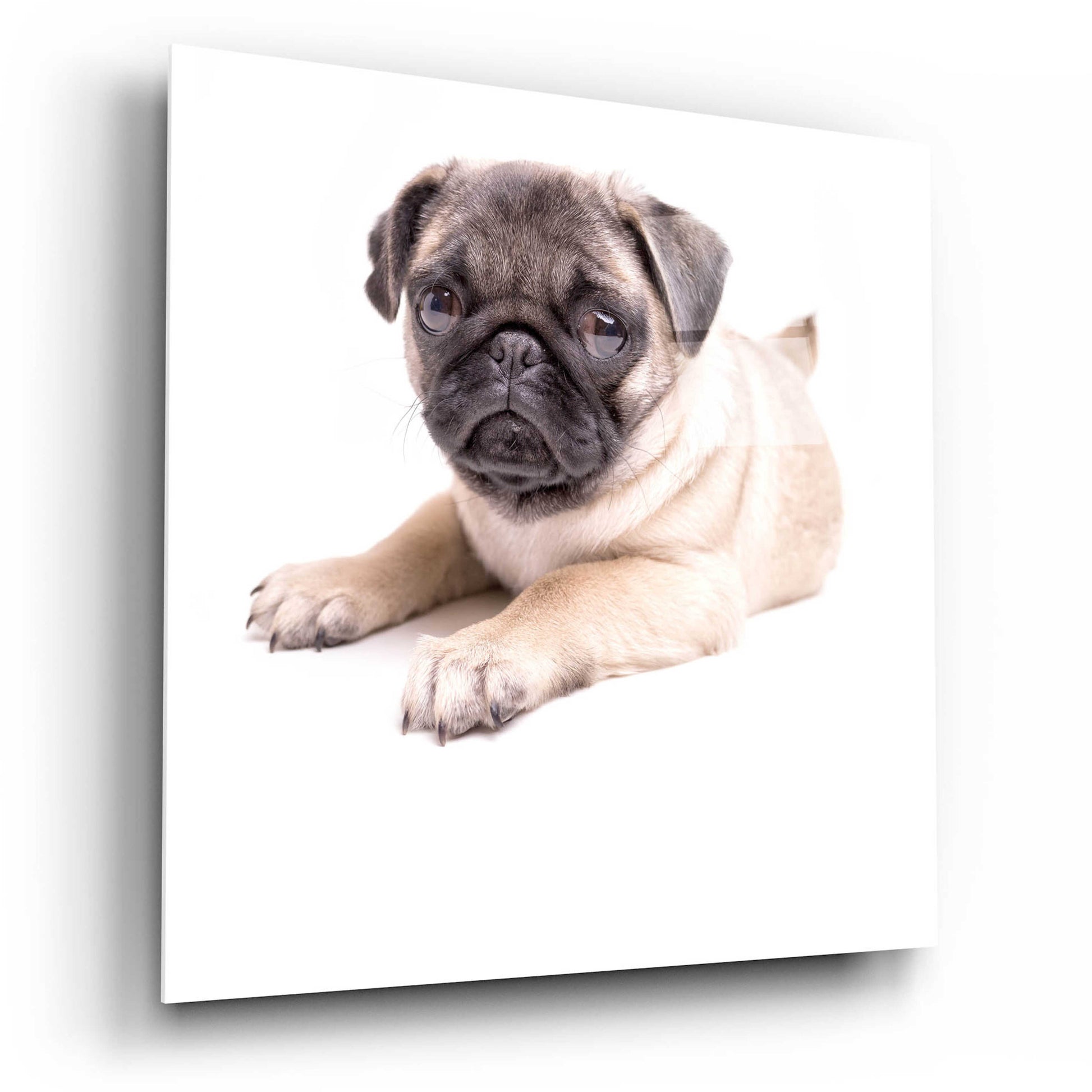 Epic Art 'Cute Pug Puppy' by Edward M. Fielding, Acrylic Glass Wall Art,12x12