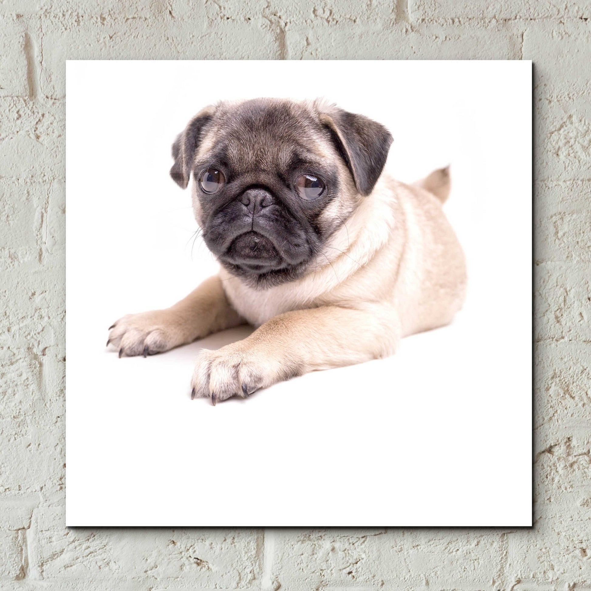 Epic Art 'Cute Pug Puppy' by Edward M. Fielding, Acrylic Glass Wall Art,12x12