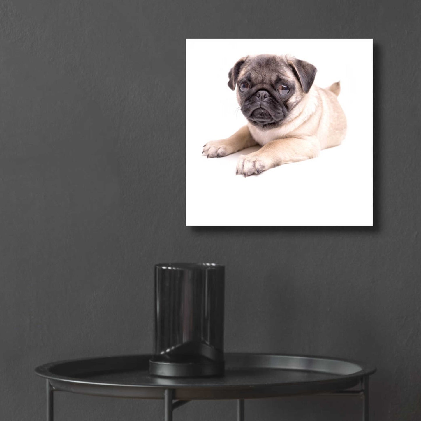 Epic Art 'Cute Pug Puppy' by Edward M. Fielding, Acrylic Glass Wall Art,12x12