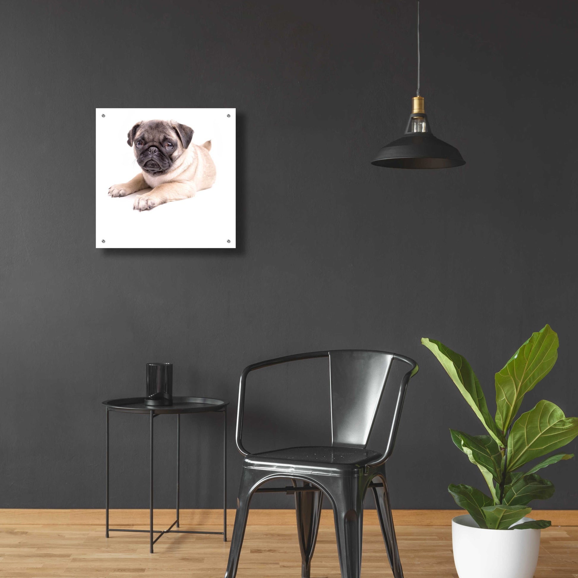 Epic Art 'Cute Pug Puppy' by Edward M. Fielding, Acrylic Glass Wall Art,24x24