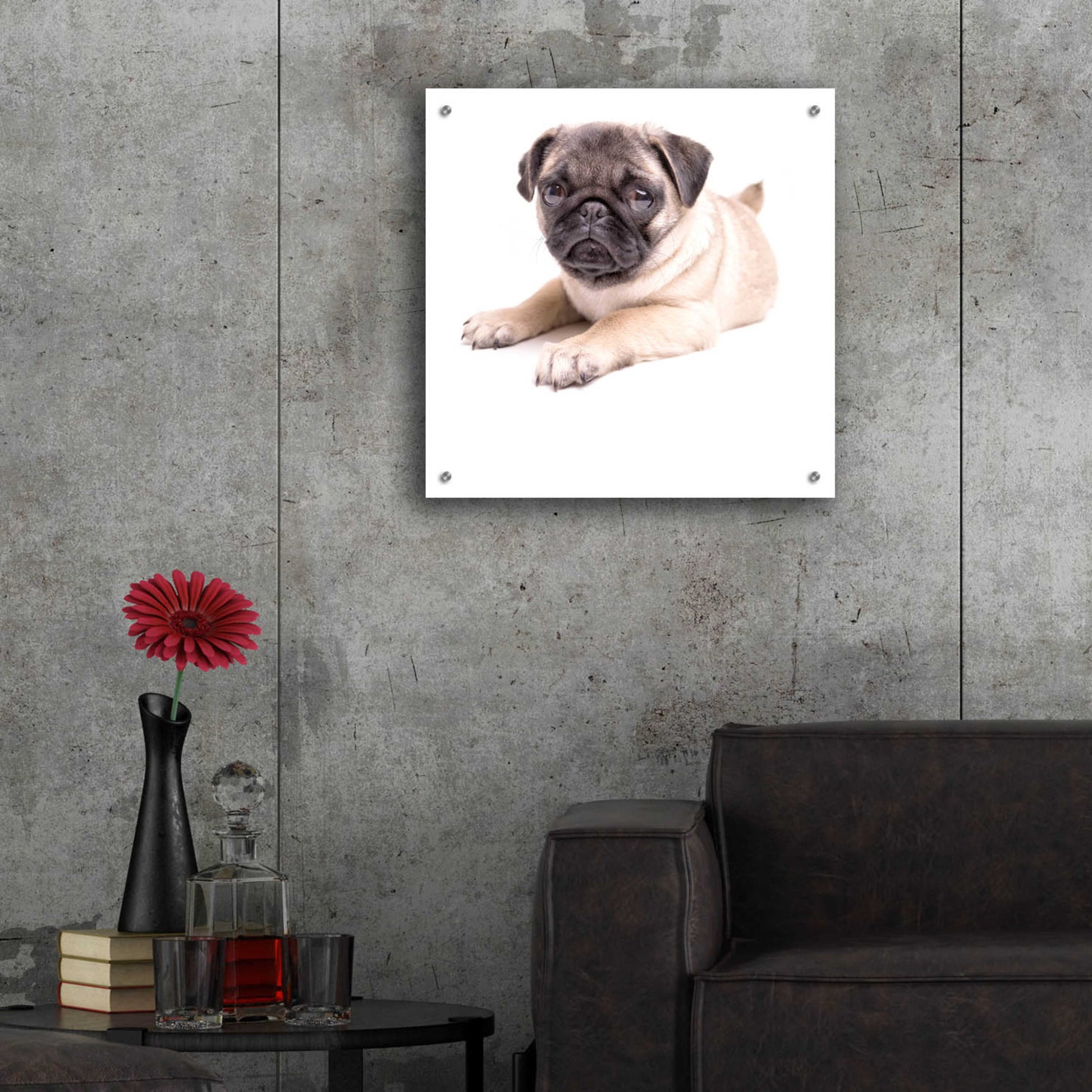 Epic Art 'Cute Pug Puppy' by Edward M. Fielding, Acrylic Glass Wall Art,24x24