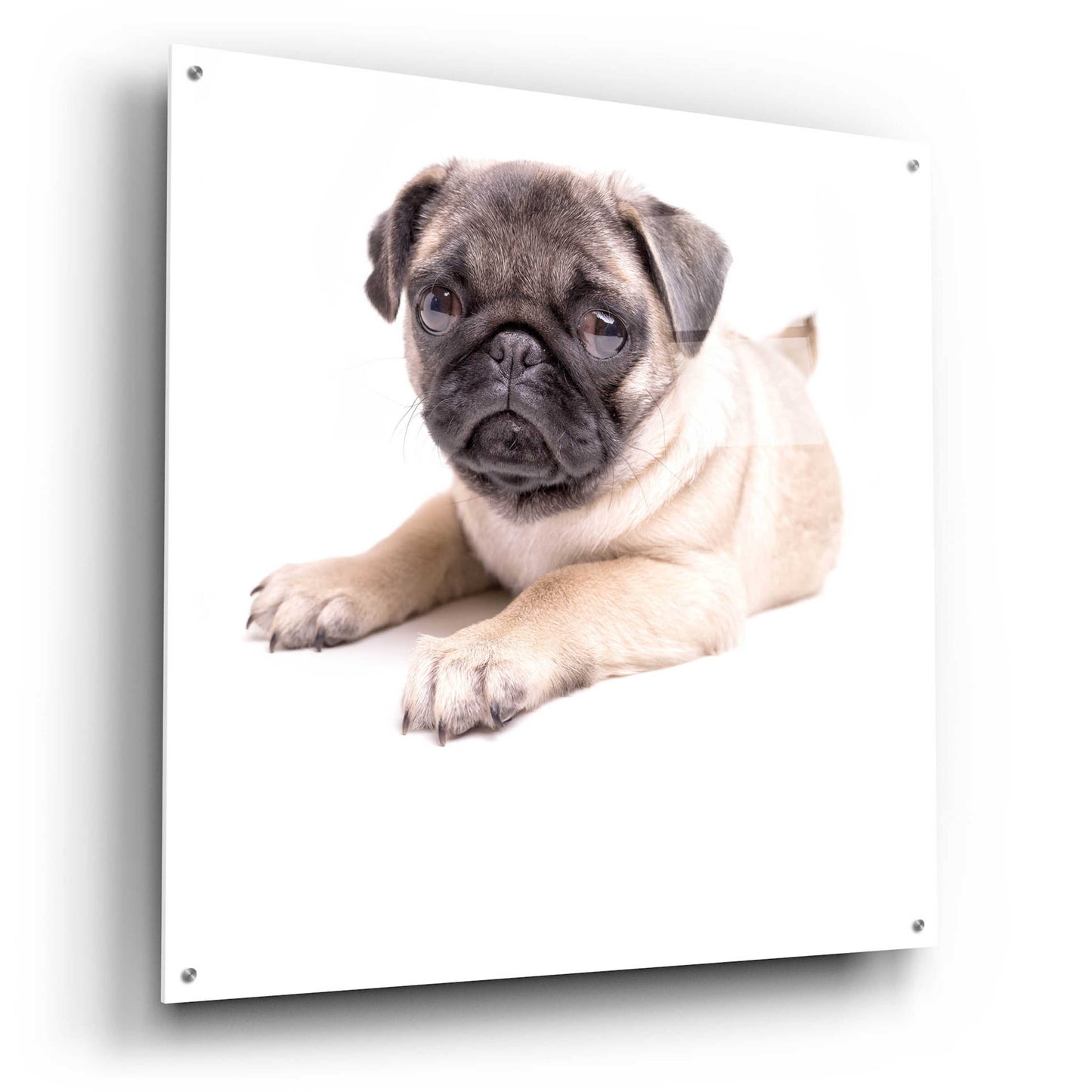 Epic Art 'Cute Pug Puppy' by Edward M. Fielding, Acrylic Glass Wall Art,36x36