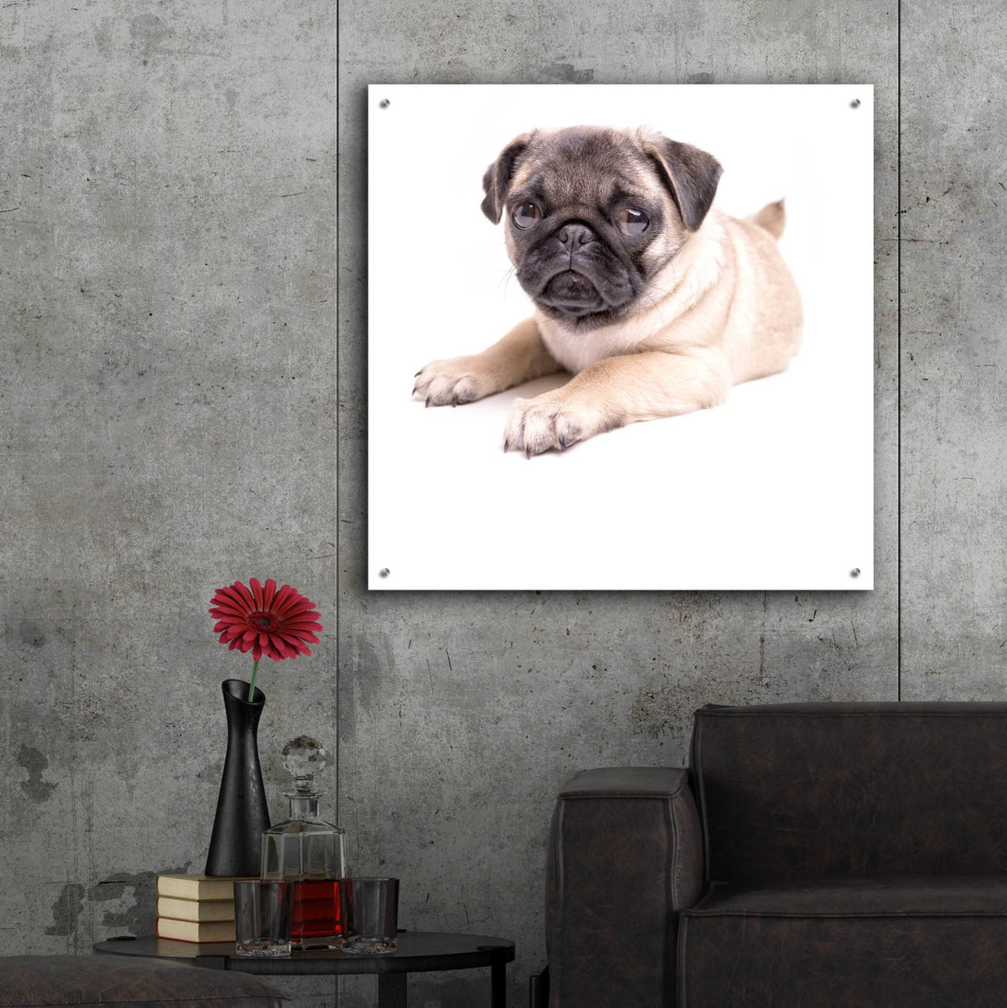 Epic Art 'Cute Pug Puppy' by Edward M. Fielding, Acrylic Glass Wall Art,36x36