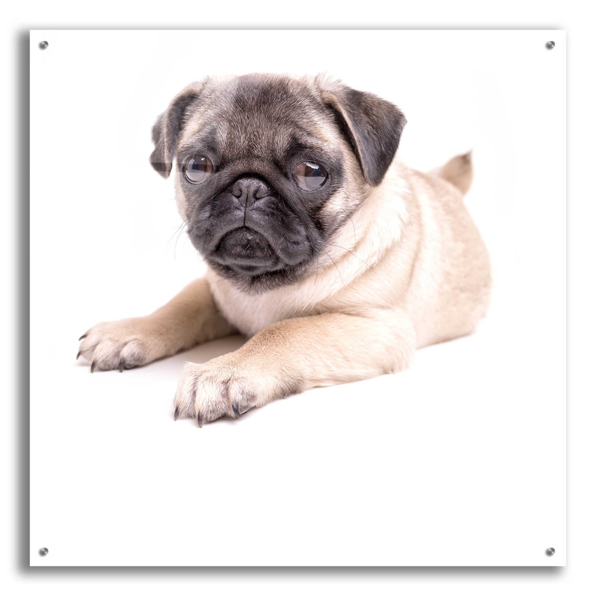 Epic Art 'Cute Pug Puppy' by Edward M. Fielding, Acrylic Glass Wall Art,36x36