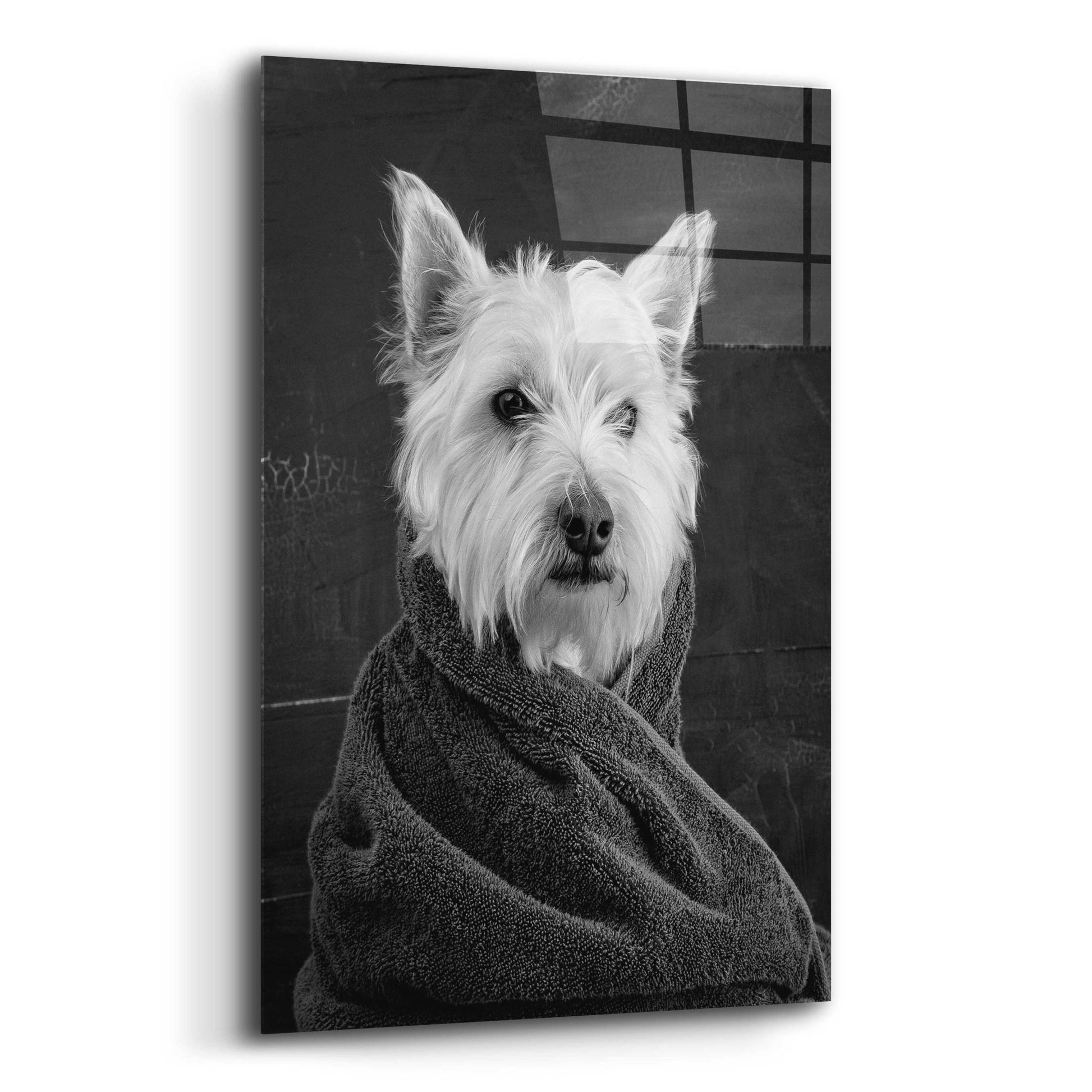 Epic Art 'Portrait of a Westy Dog' by Edward M. Fielding, Acrylic Glass Wall Art,12x16