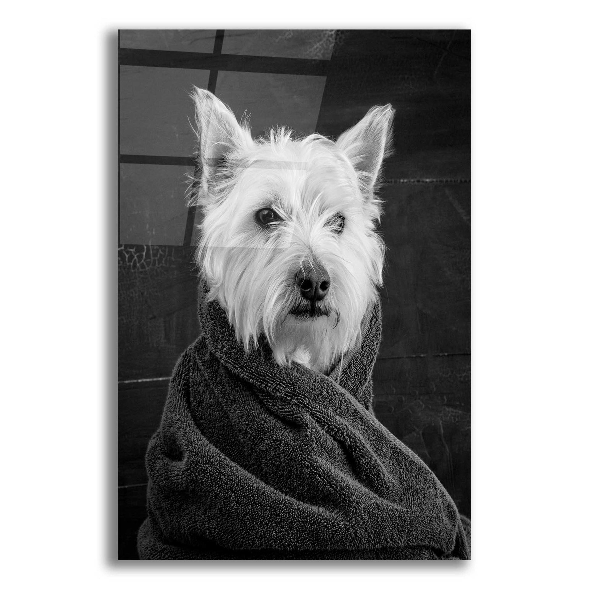 Epic Art 'Portrait of a Westy Dog' by Edward M. Fielding, Acrylic Glass Wall Art,12x16