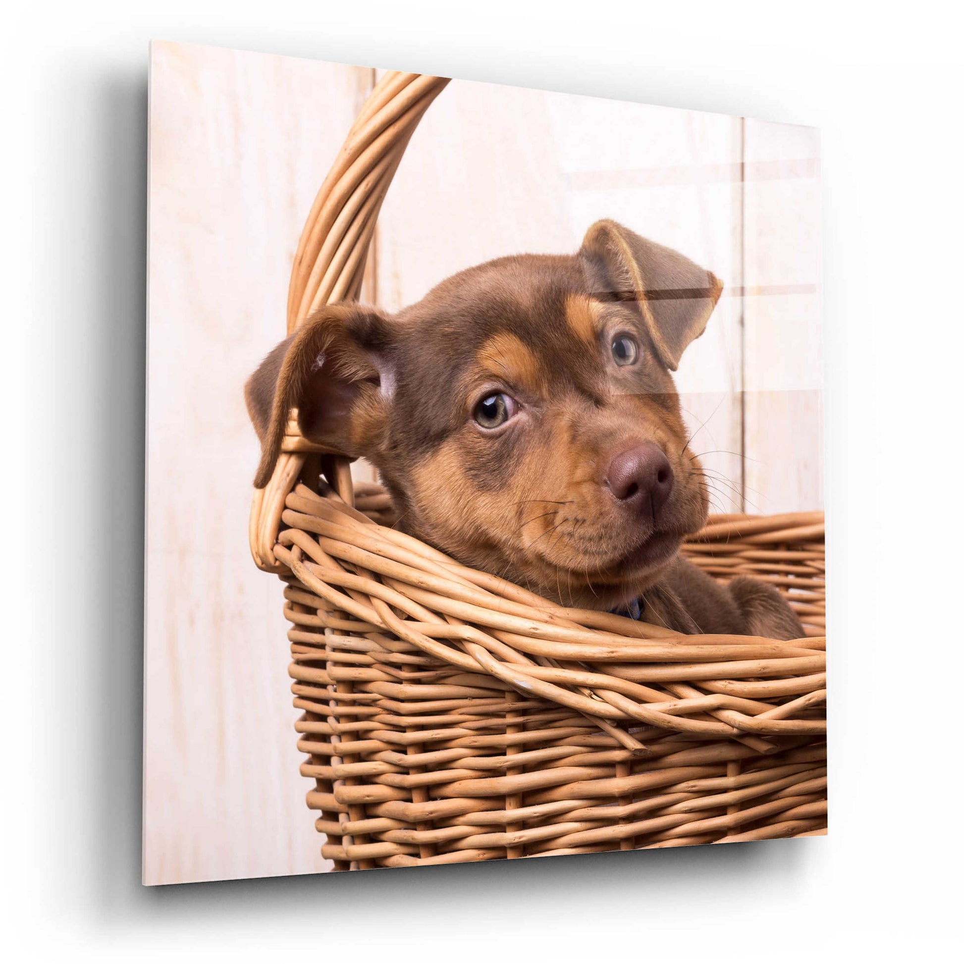 Epic Art 'Puppy in a Basket' by Edward M. Fielding, Acrylic Glass Wall Art,12x12