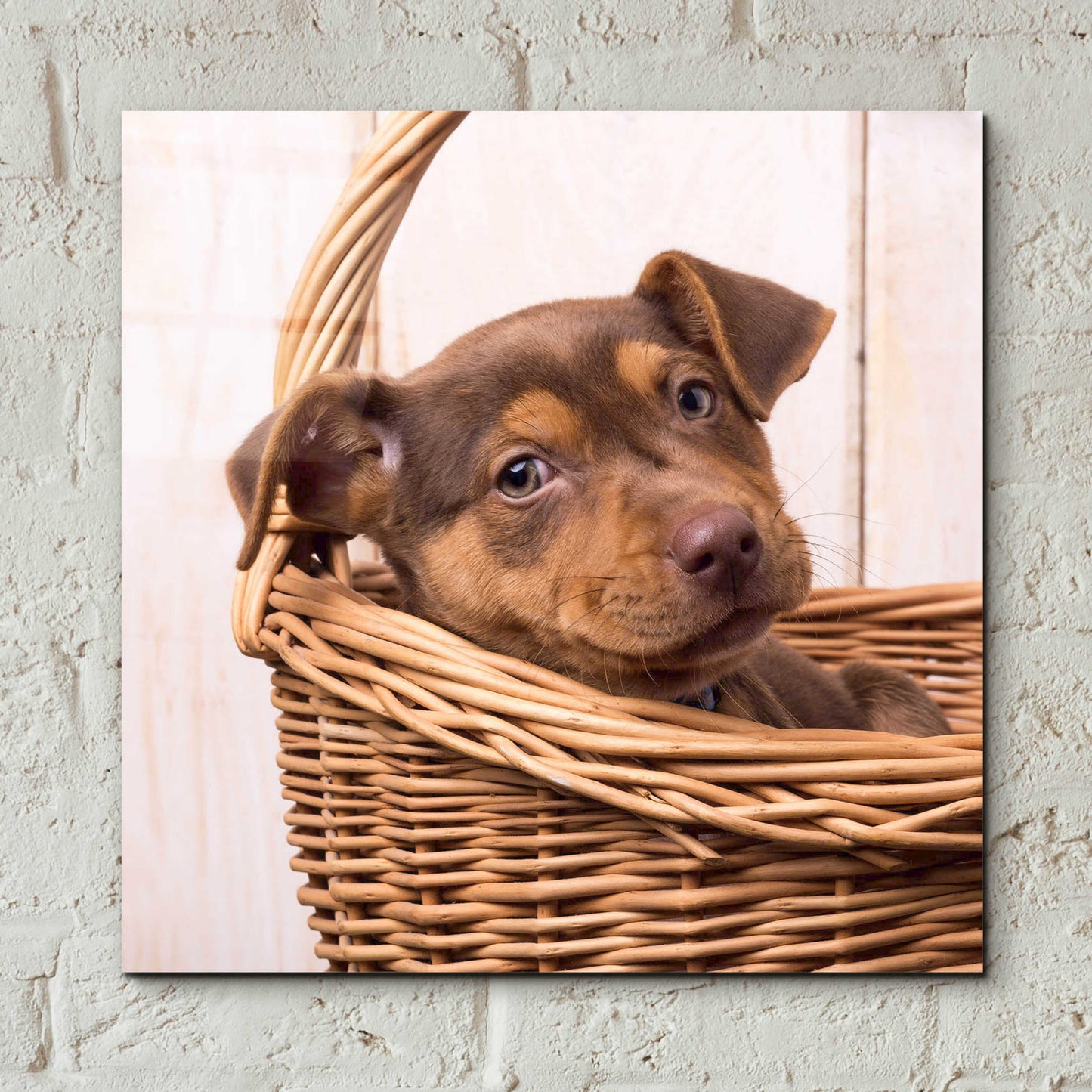 Epic Art 'Puppy in a Basket' by Edward M. Fielding, Acrylic Glass Wall Art,12x12