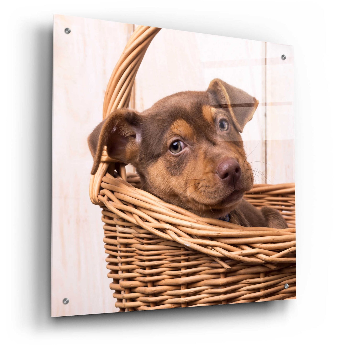 Epic Art 'Puppy in a Basket' by Edward M. Fielding, Acrylic Glass Wall Art,24x24